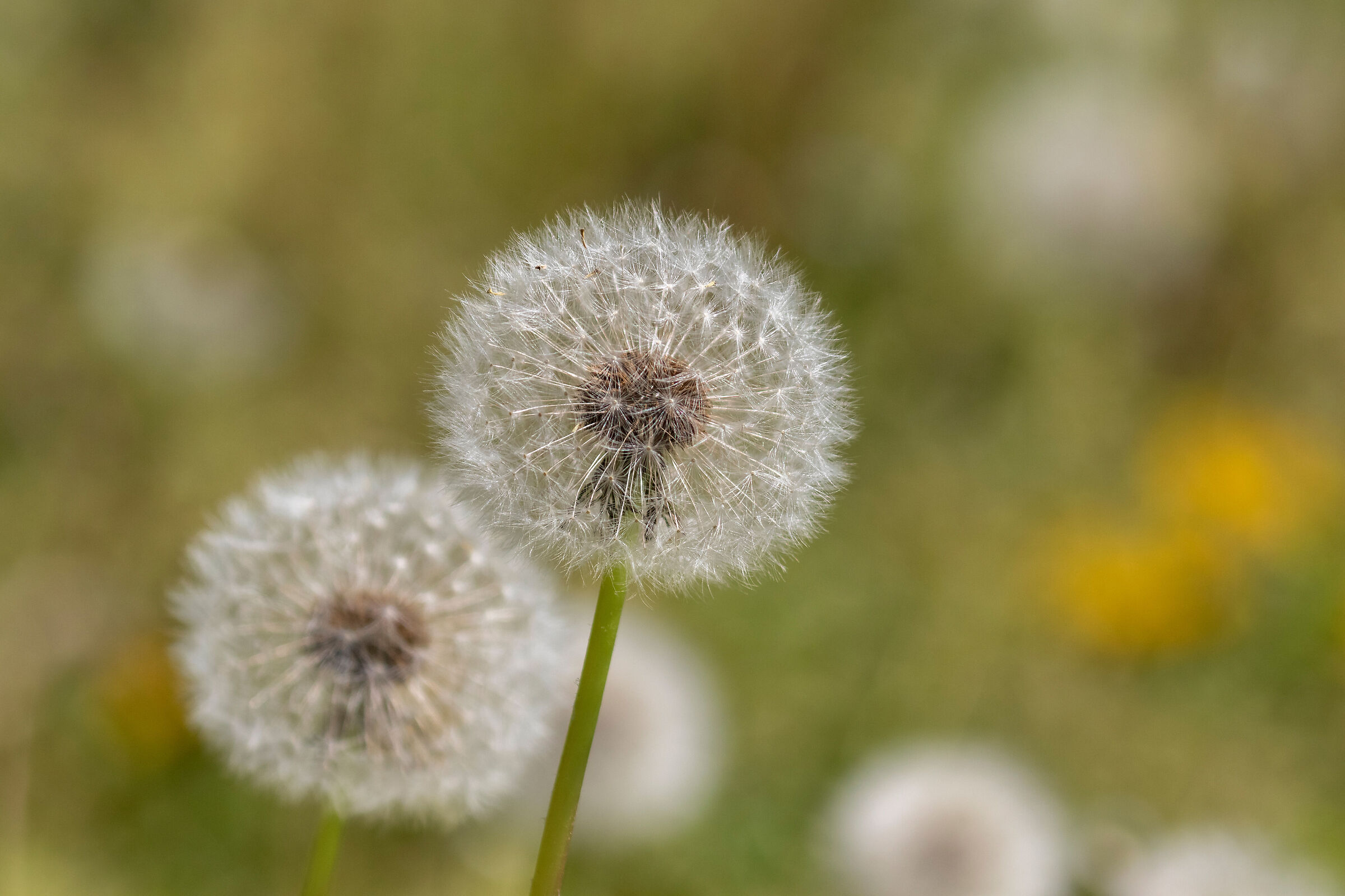 Dandelion