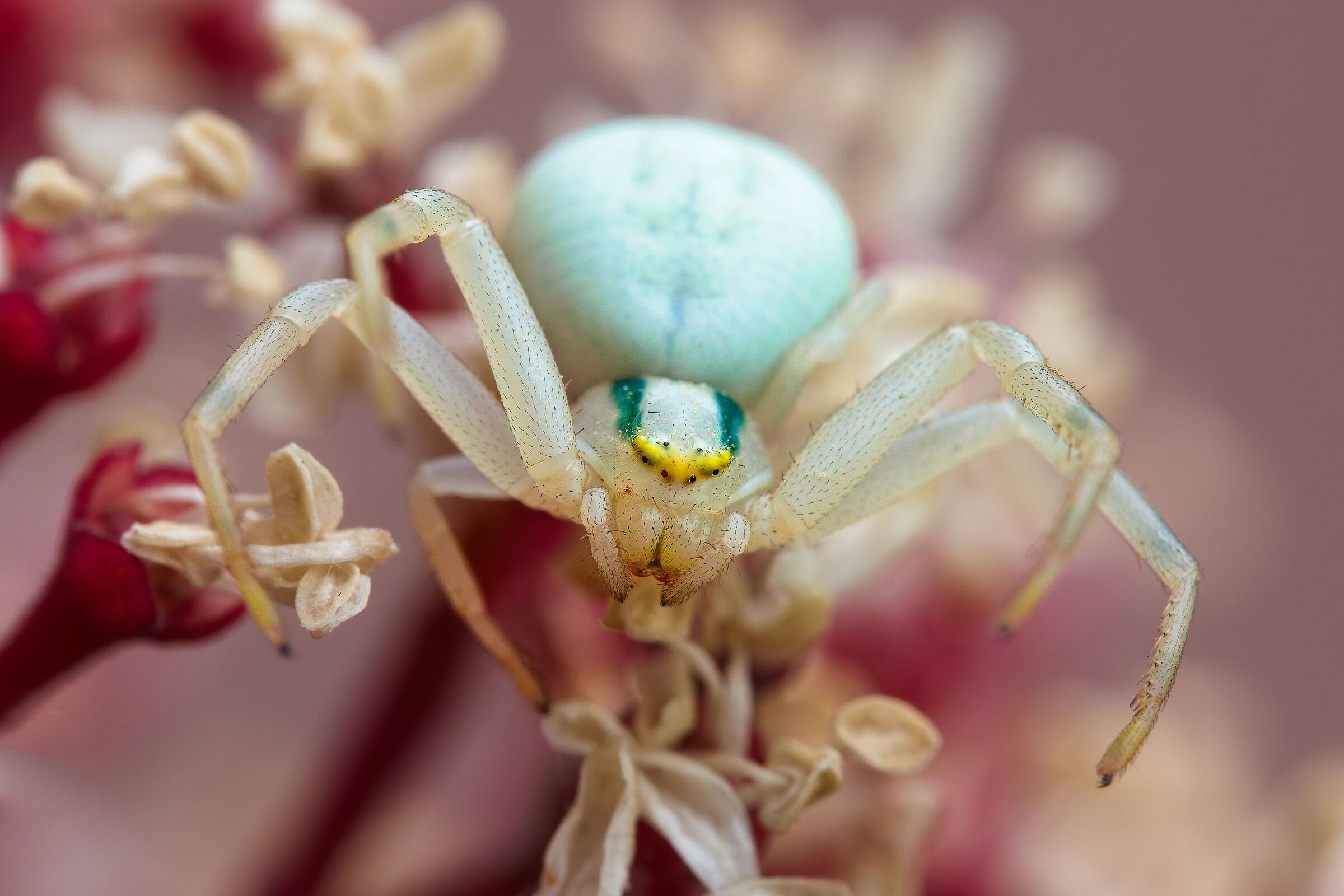 goldenrod crab spider