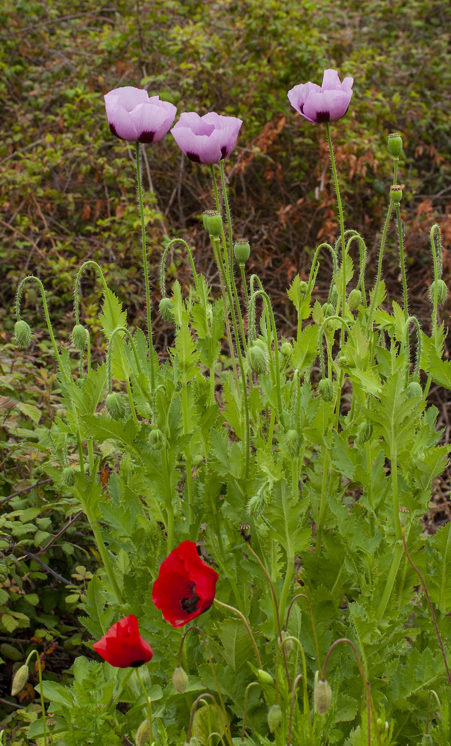 Young Poppies