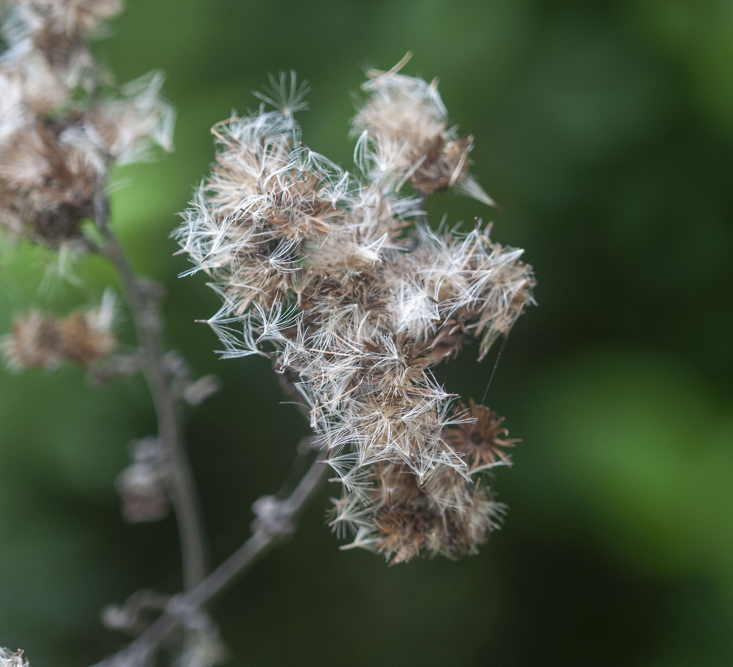 Water hemp