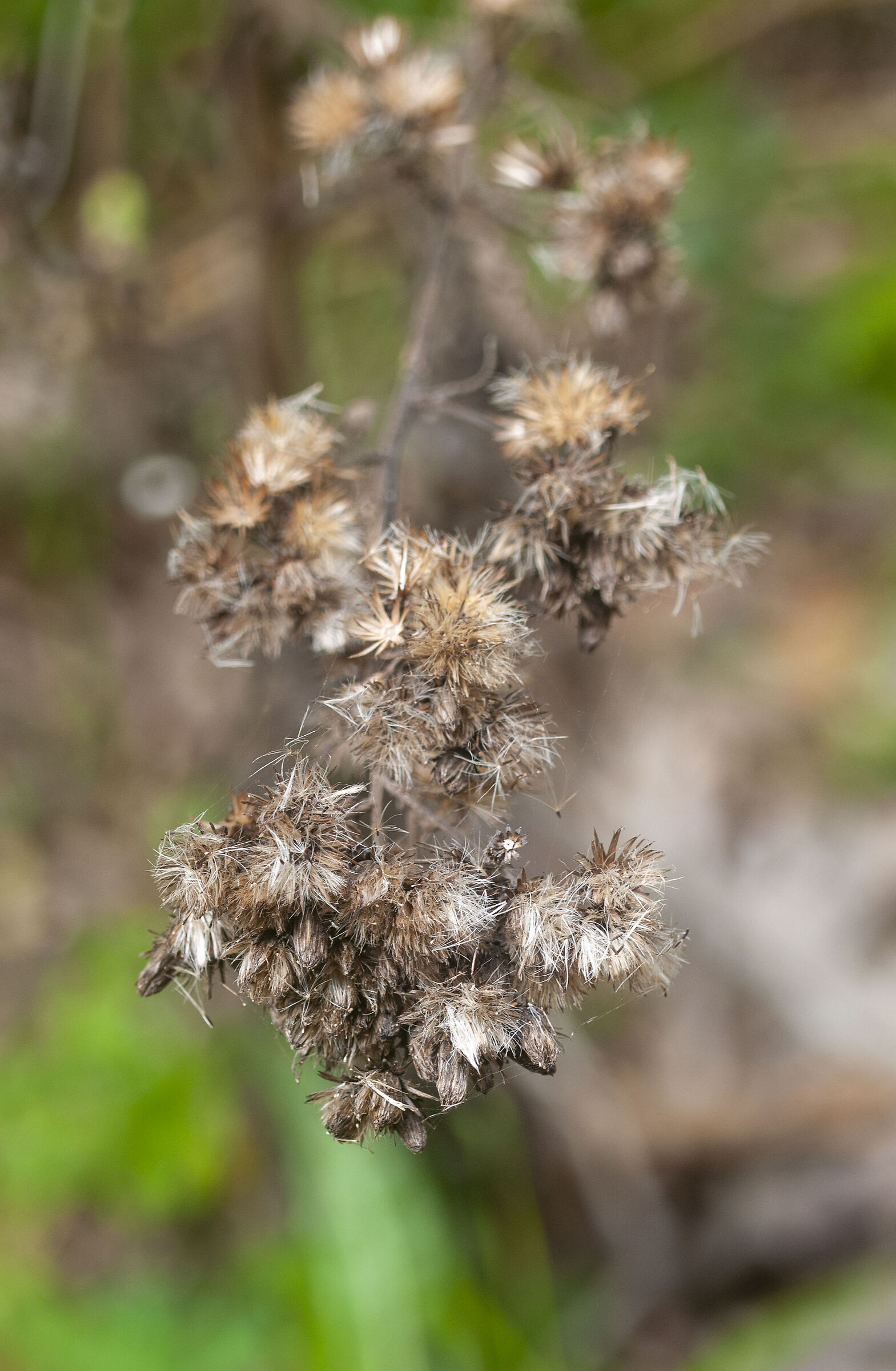 Ice flowers