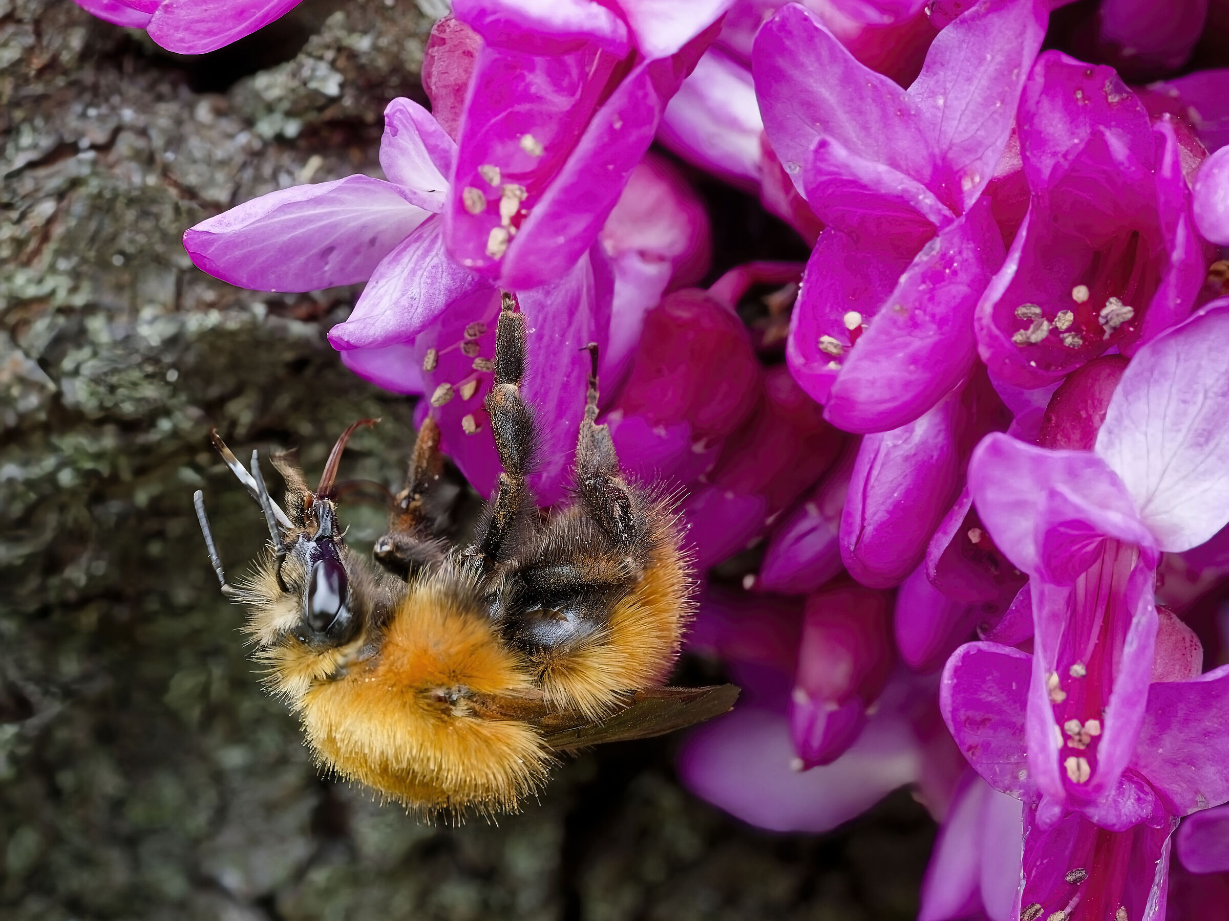 Bombus hypnorum