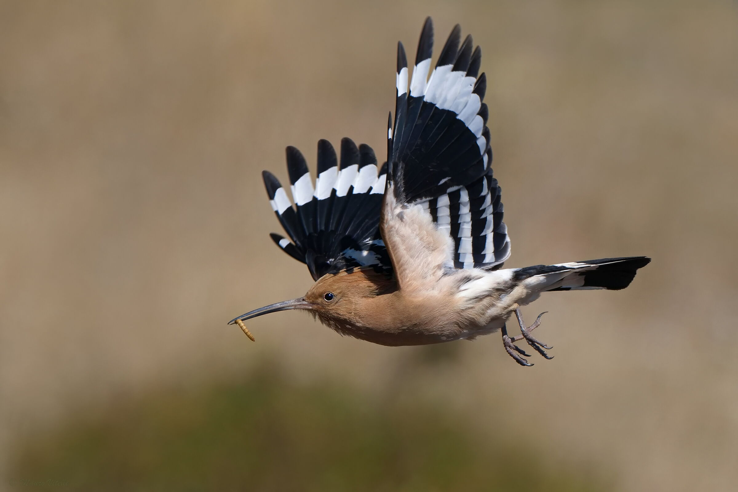 Hoopoe (Upupa epops)