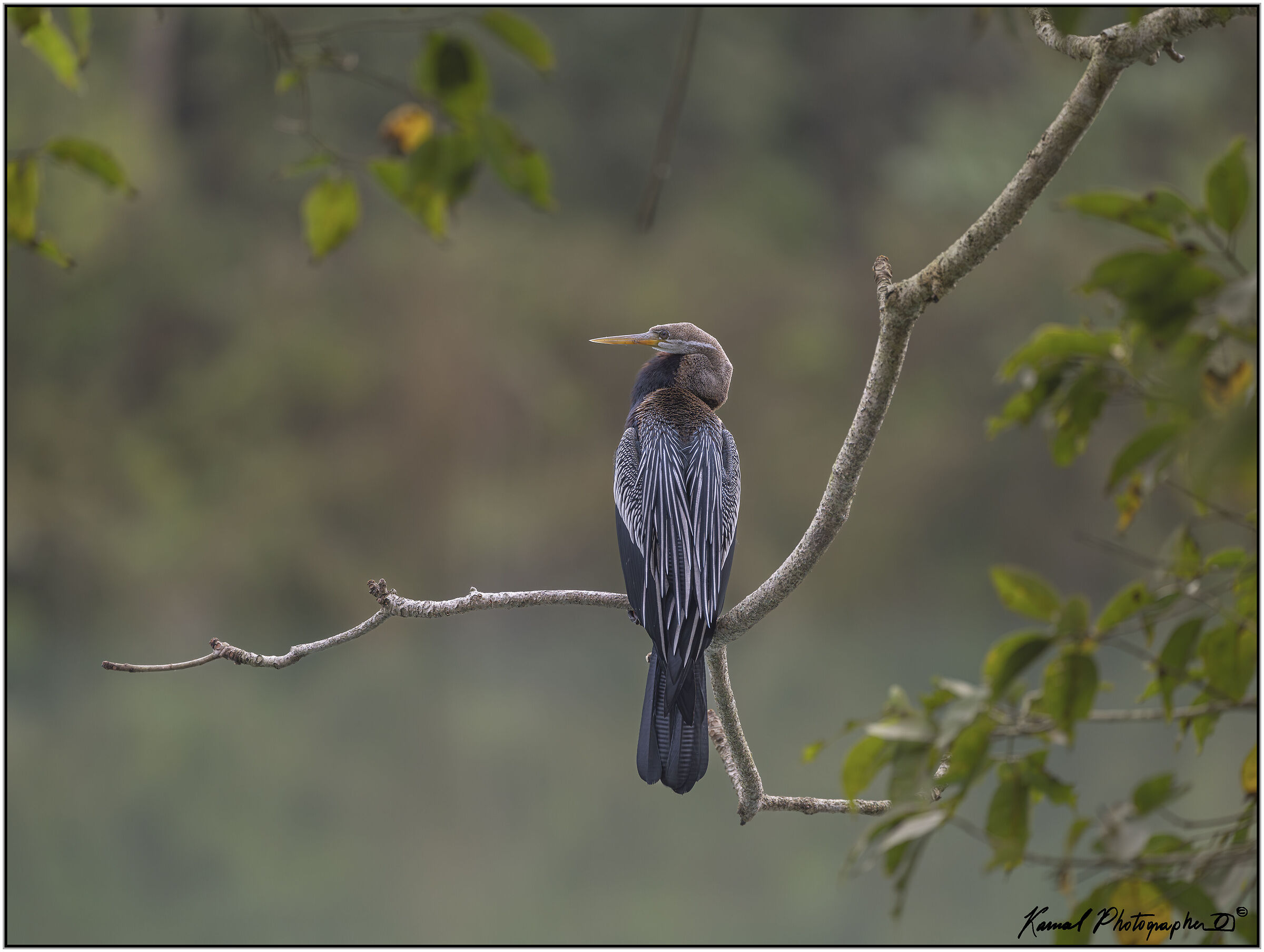 Anhinga (Anhinga anhinga)