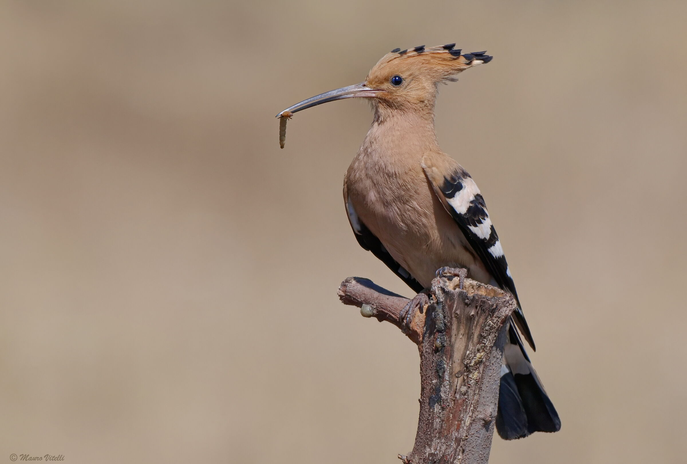 Hoopoe (Upupa epops)