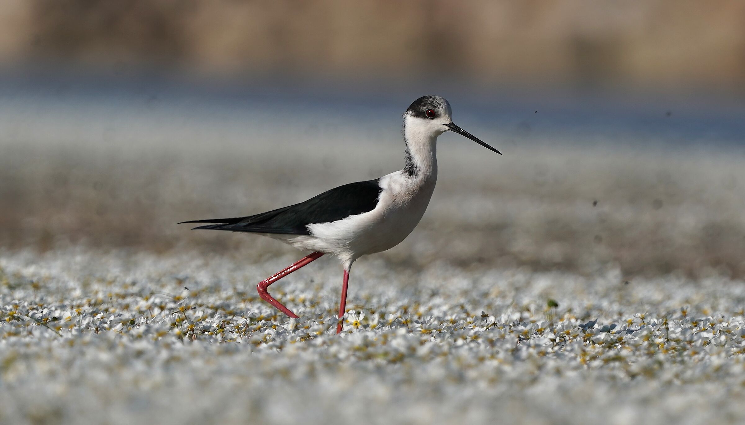 Black-winged Stilt