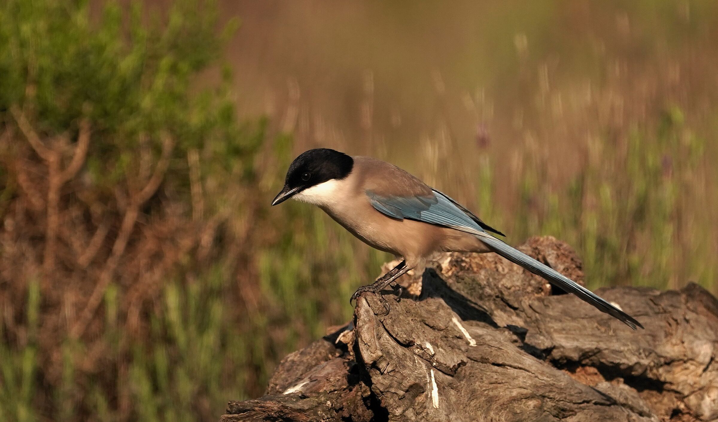 Blue Magpie