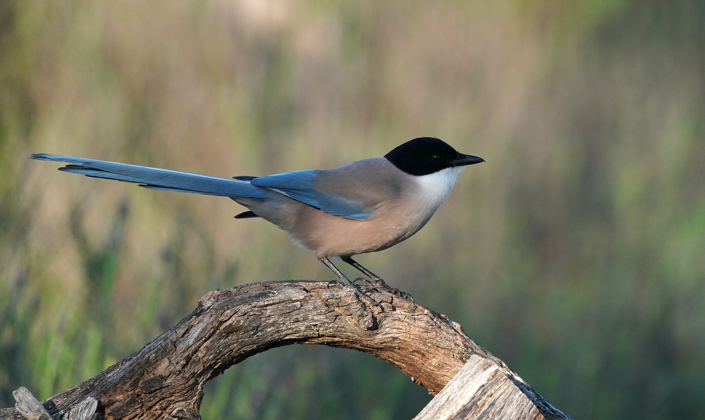 Blue Magpie