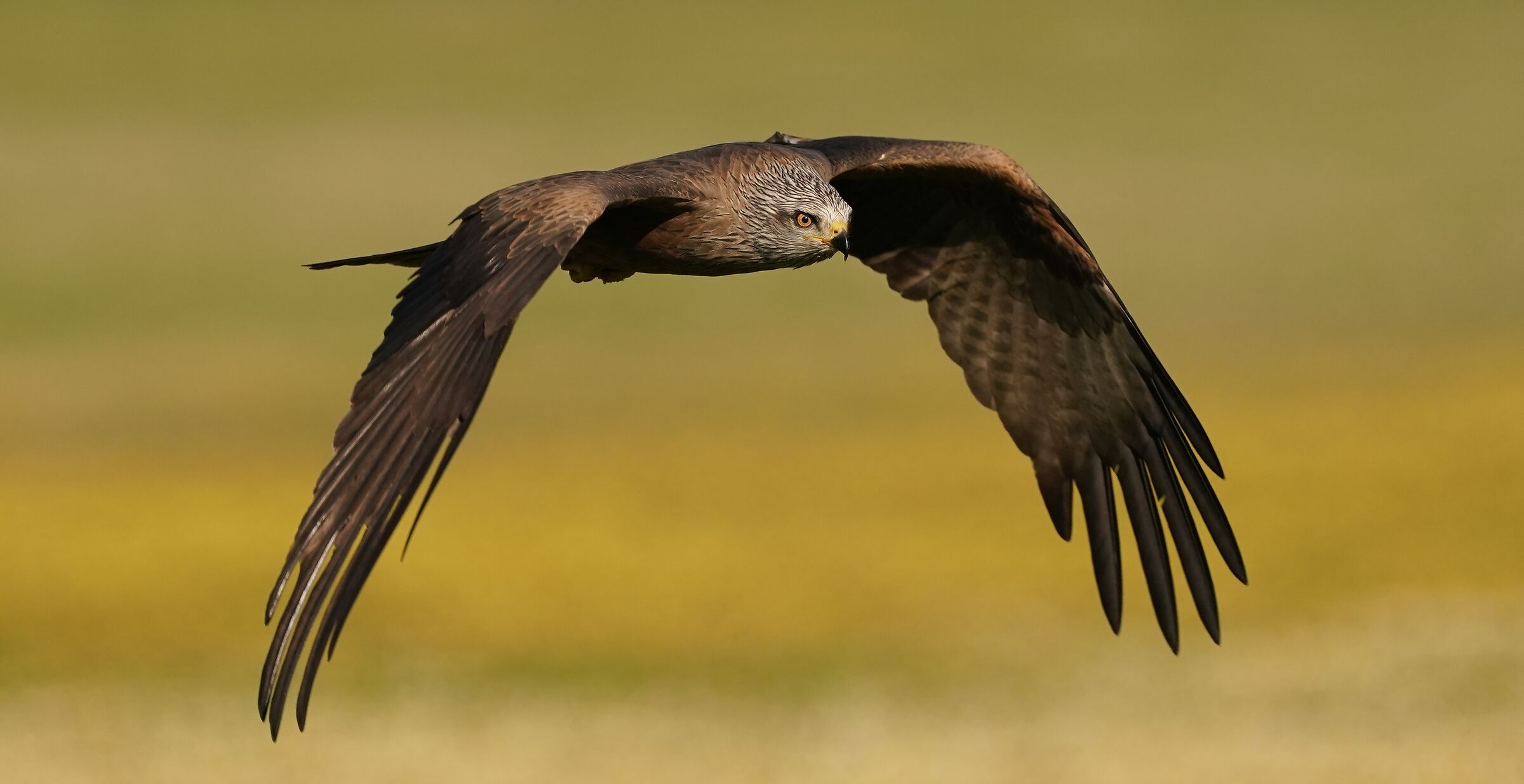 Black Kite