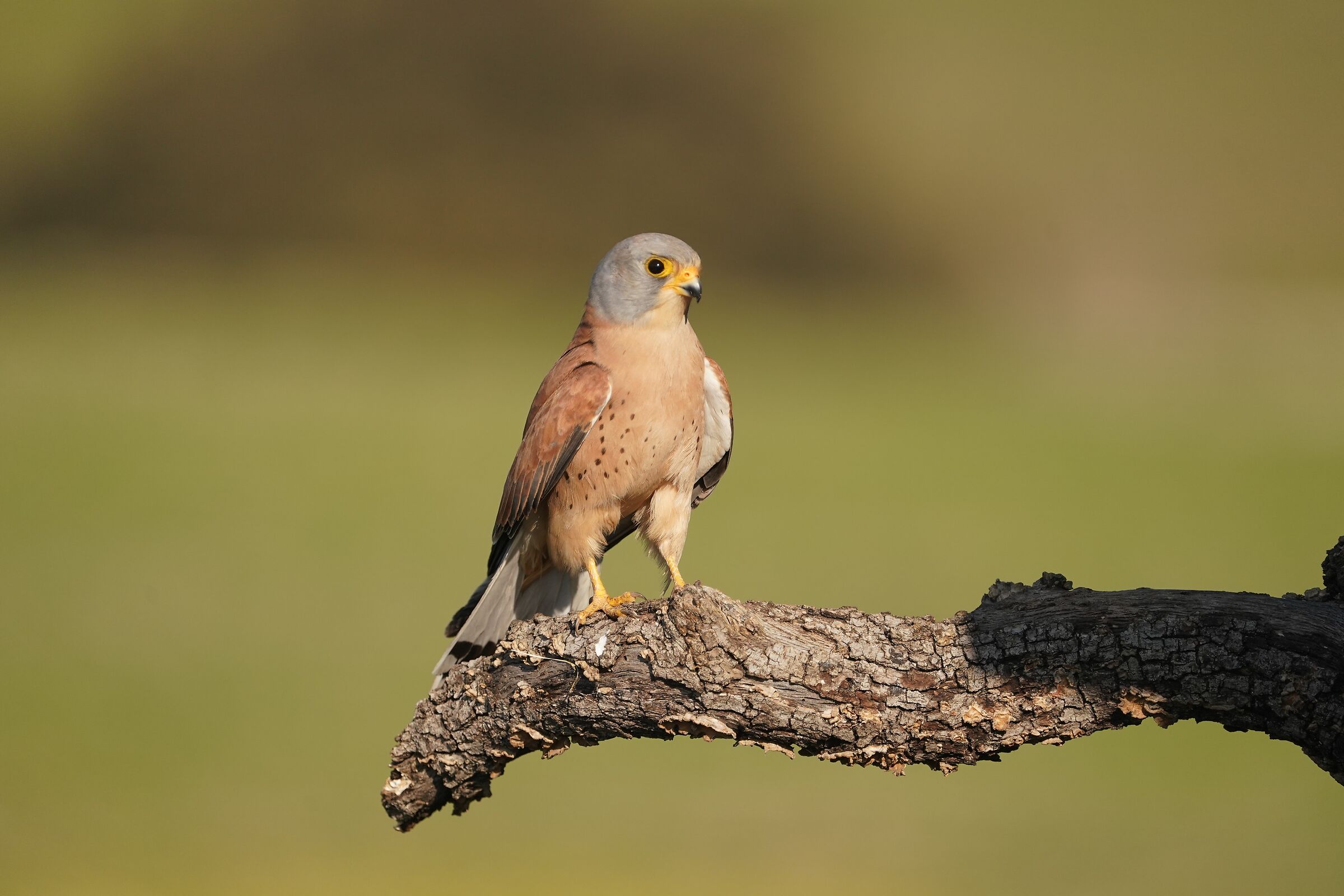 Male lesser kestrel
