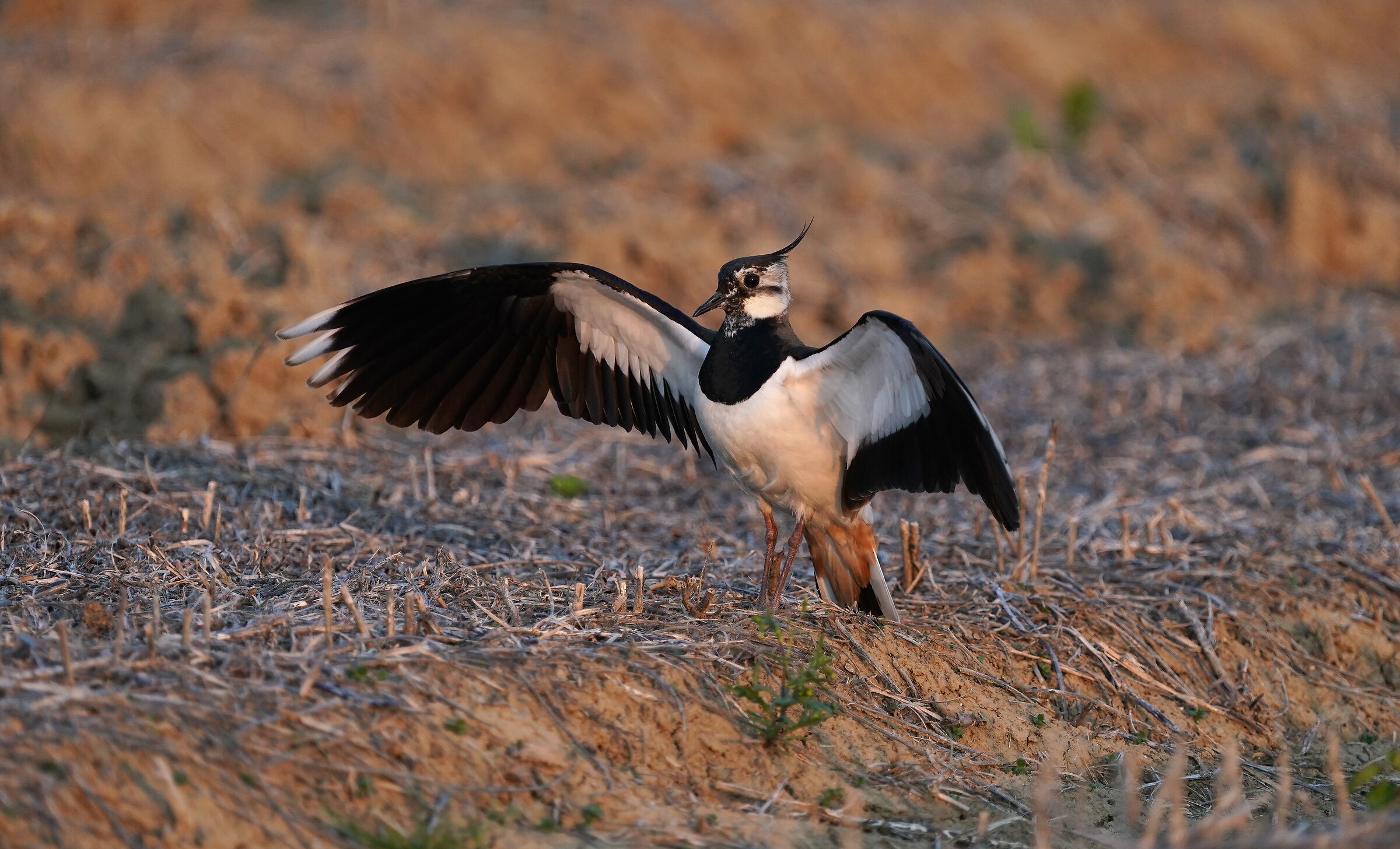 Lapwing defending the territory
