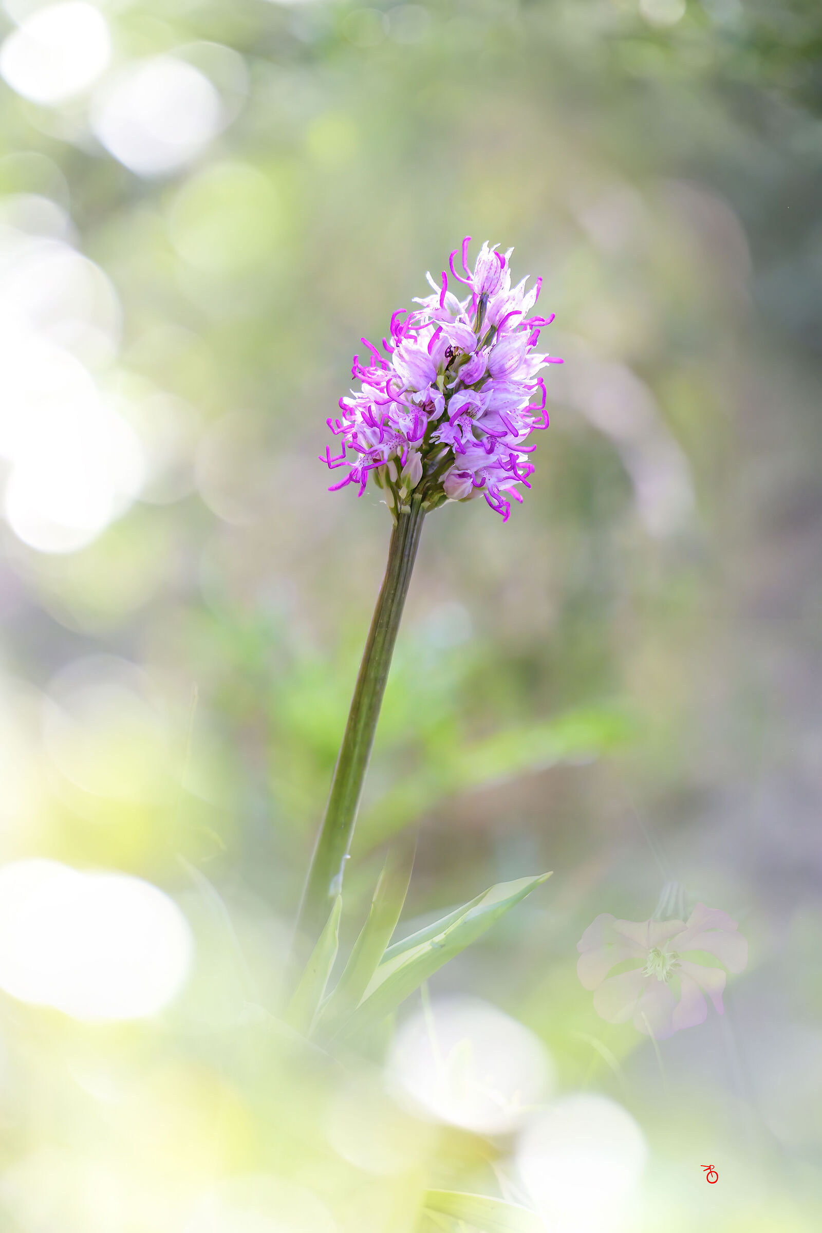 Orchidea