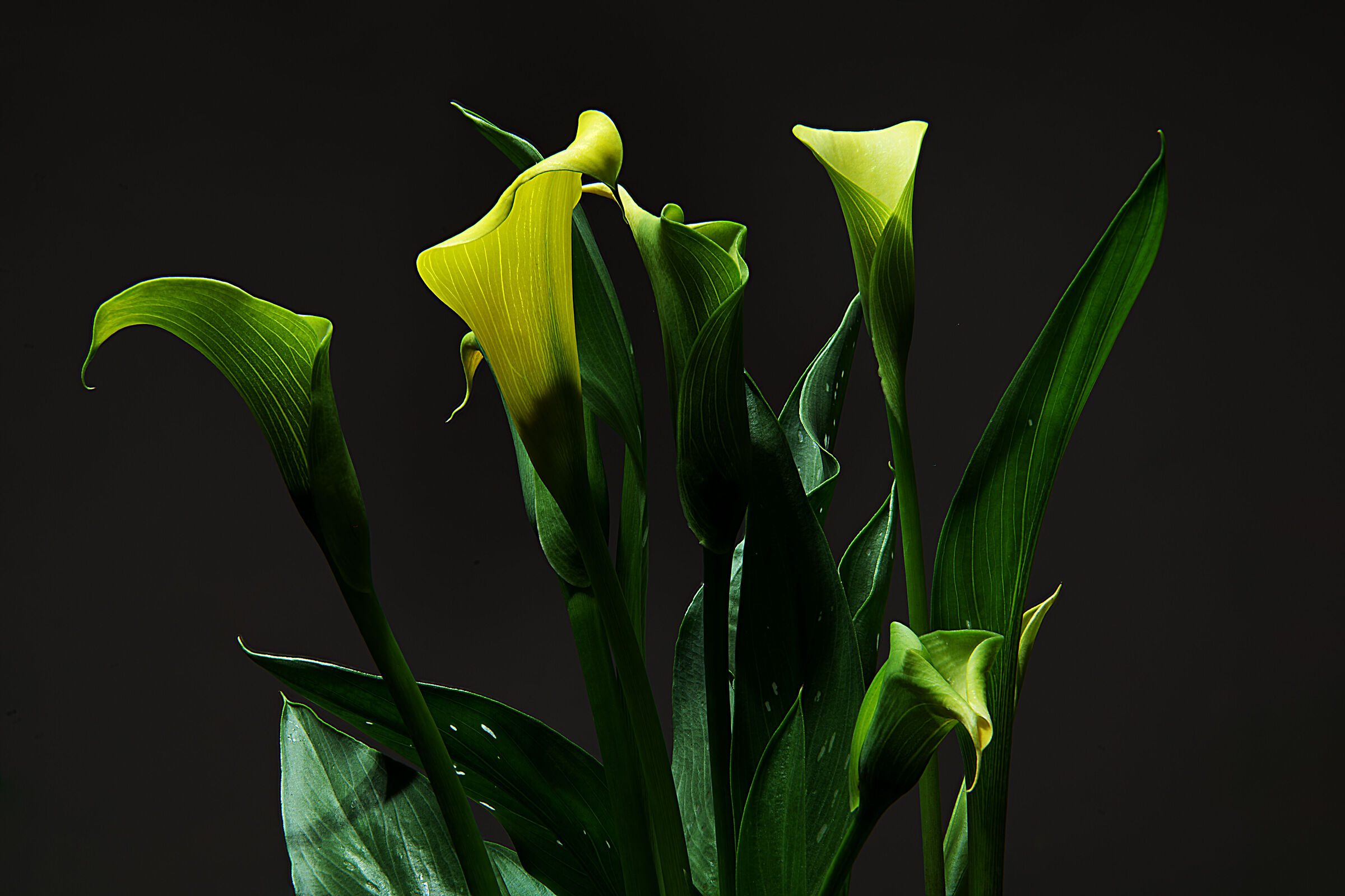 Calle lilies speckled on tiptoe...