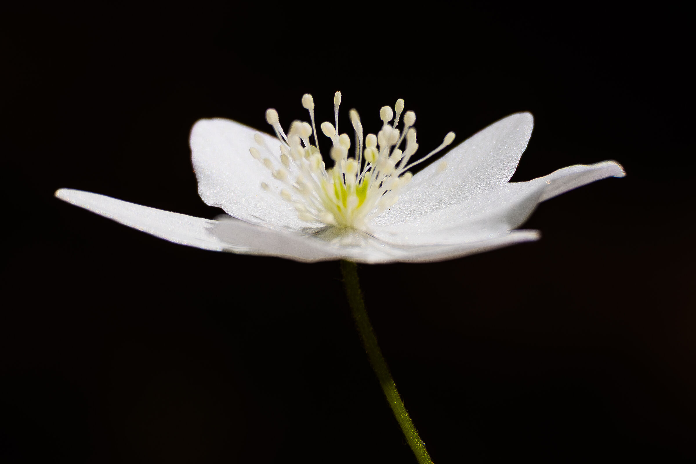 Hepatic anemone