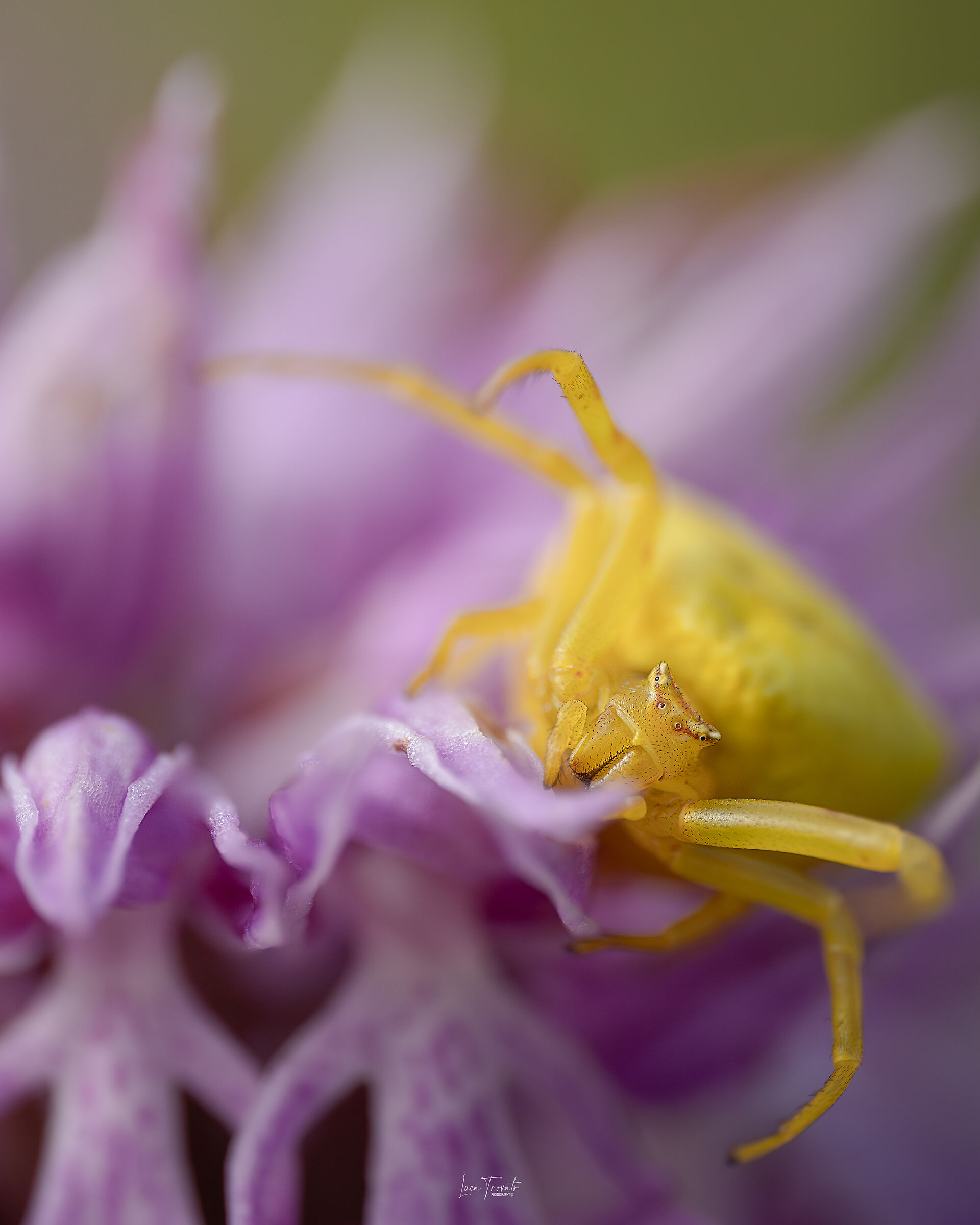 Crab spider (Thomisus Onustus) on Orchis Italica.