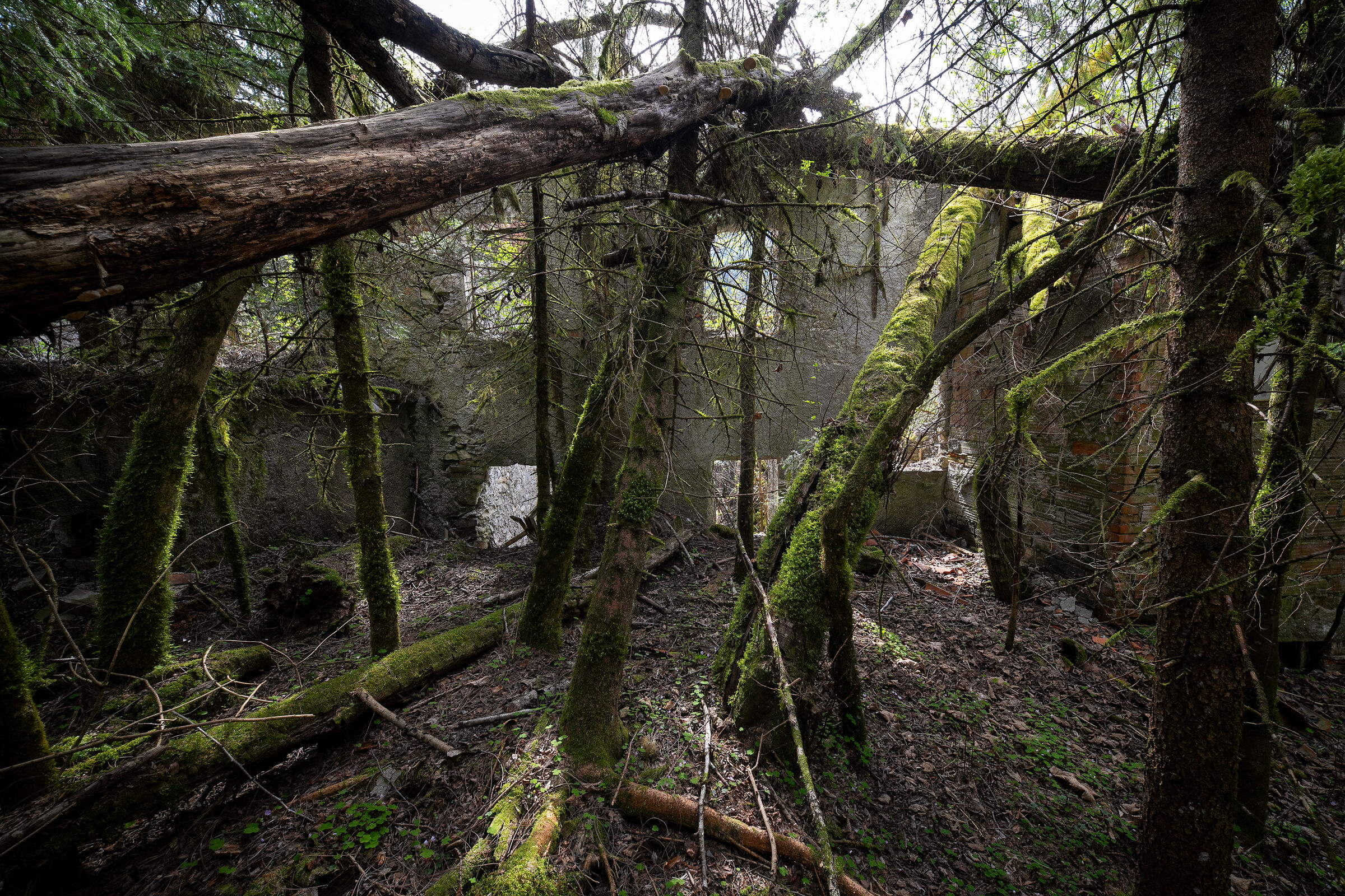ruins vs trees