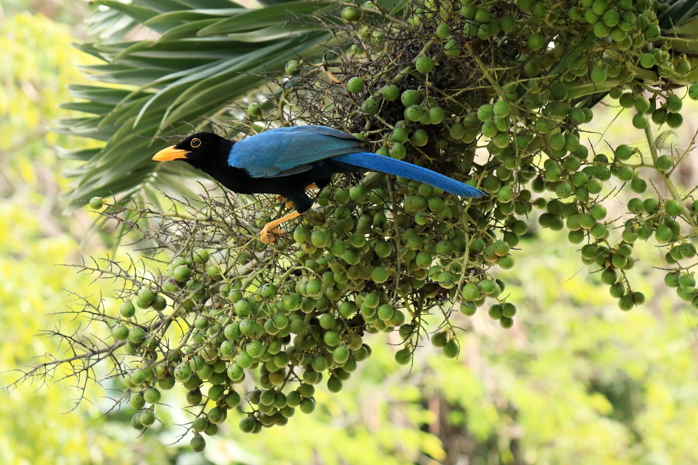 Ghiandaia dello Yucatan (Cyanocorax yucatanicus)