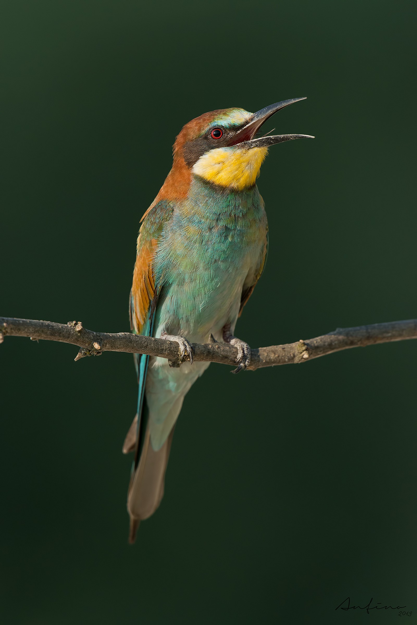 Other bee-eater