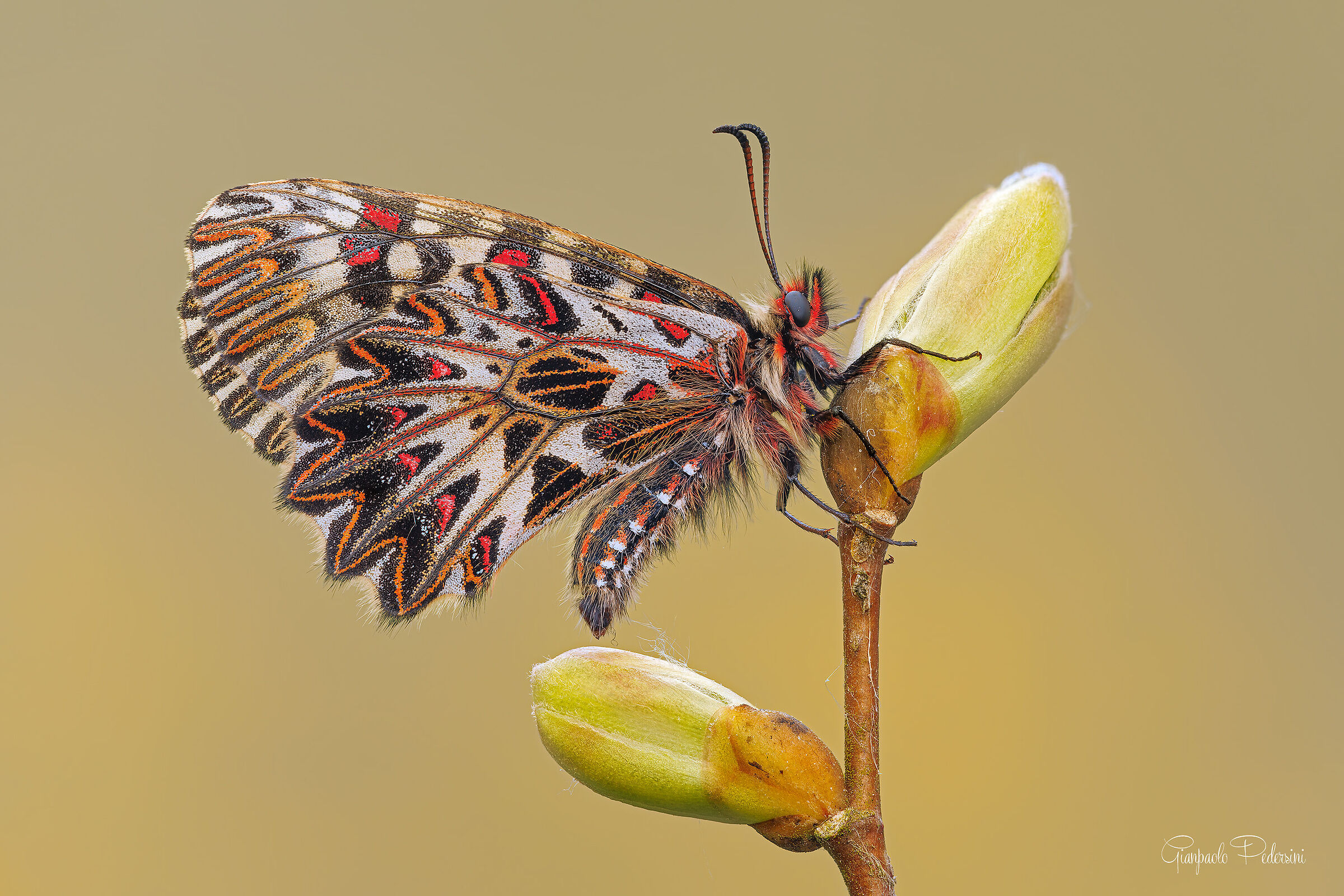 A "flower" on the shoots