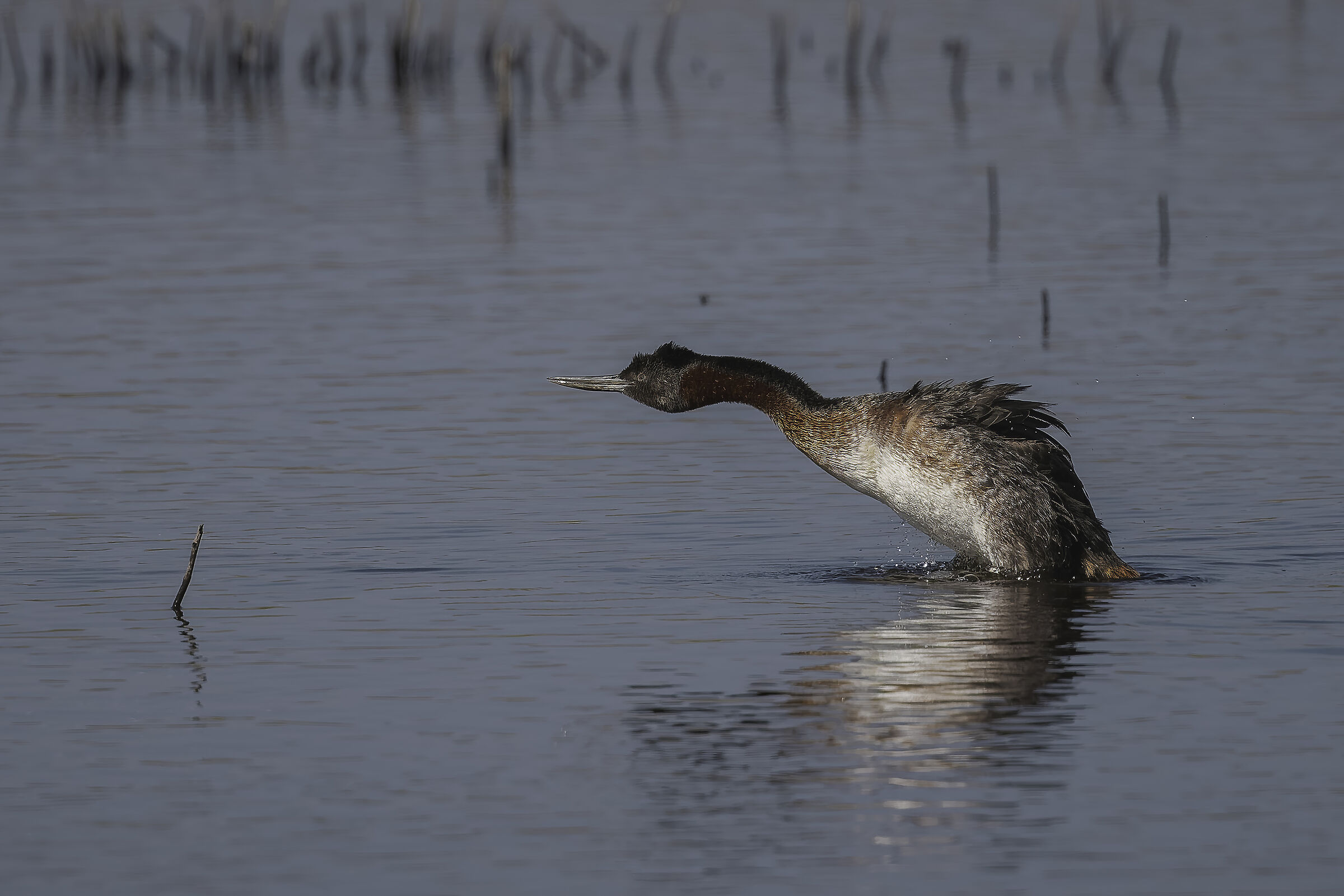 Large maca (podiceps major)