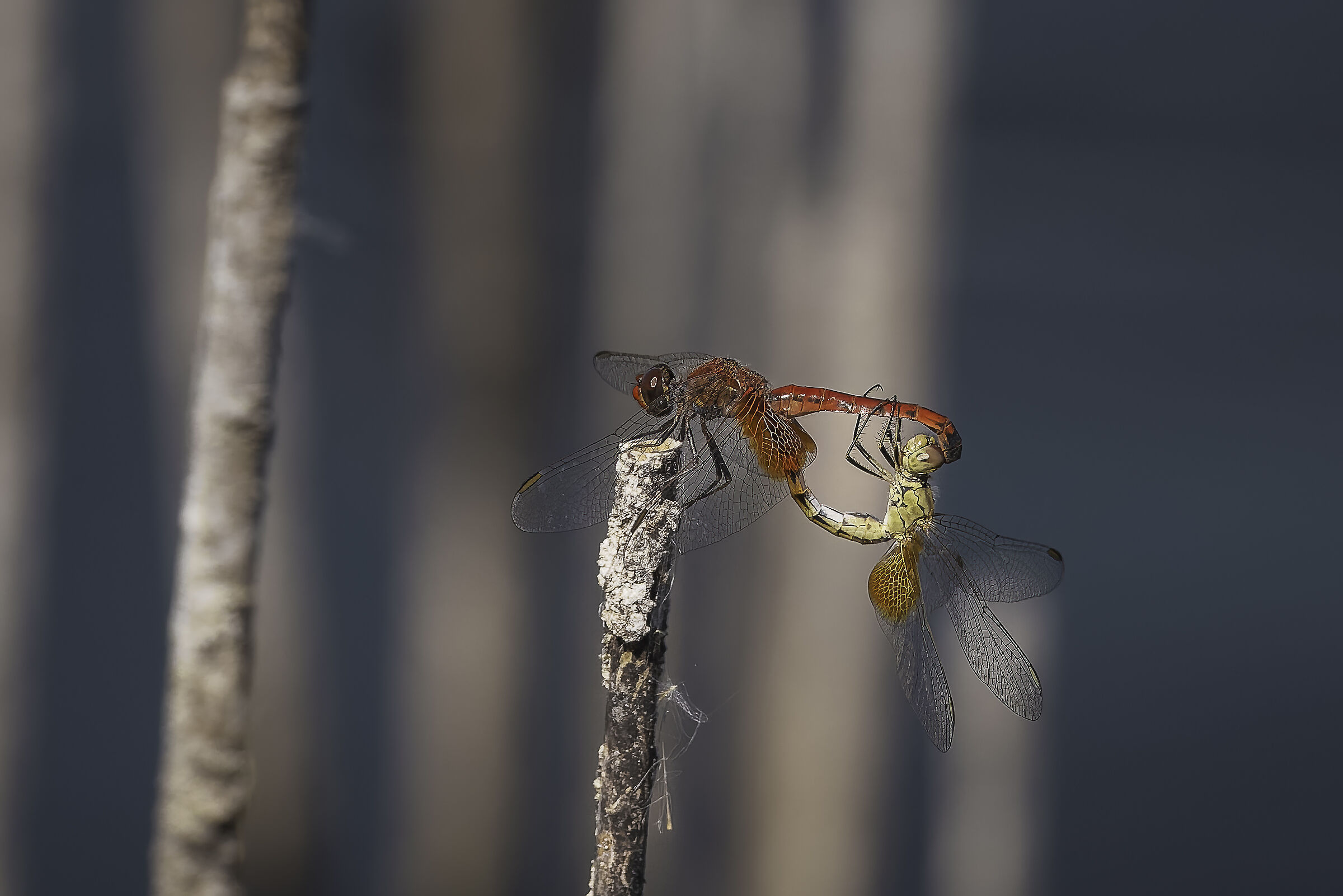 Dragonflies