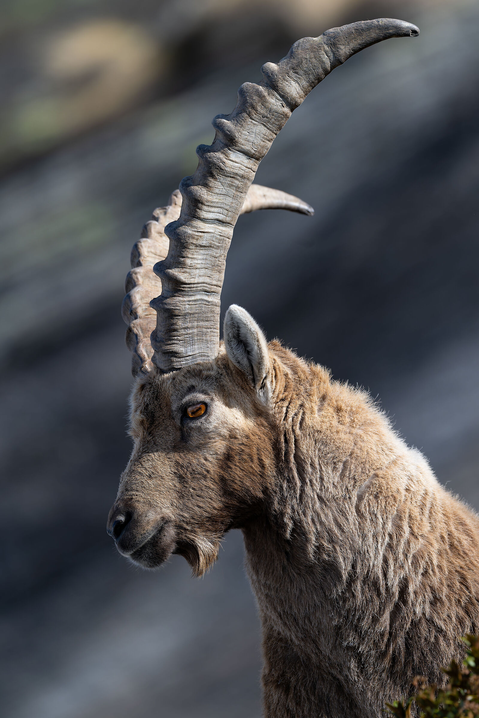 Ibex - Gran Paradiso National Park - Piedmont