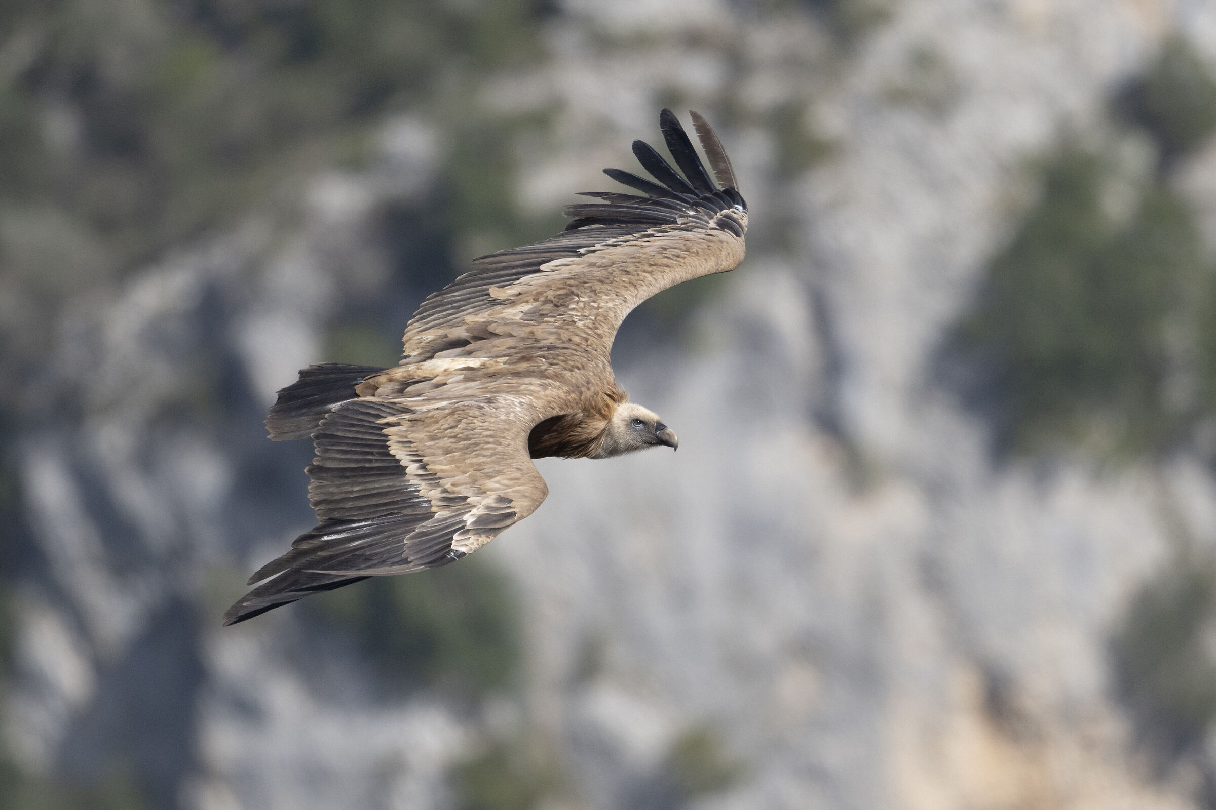 Griffin
