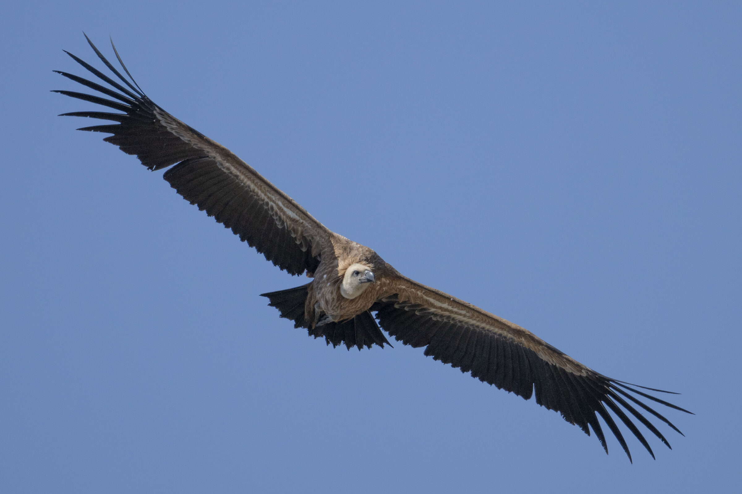 Griffin