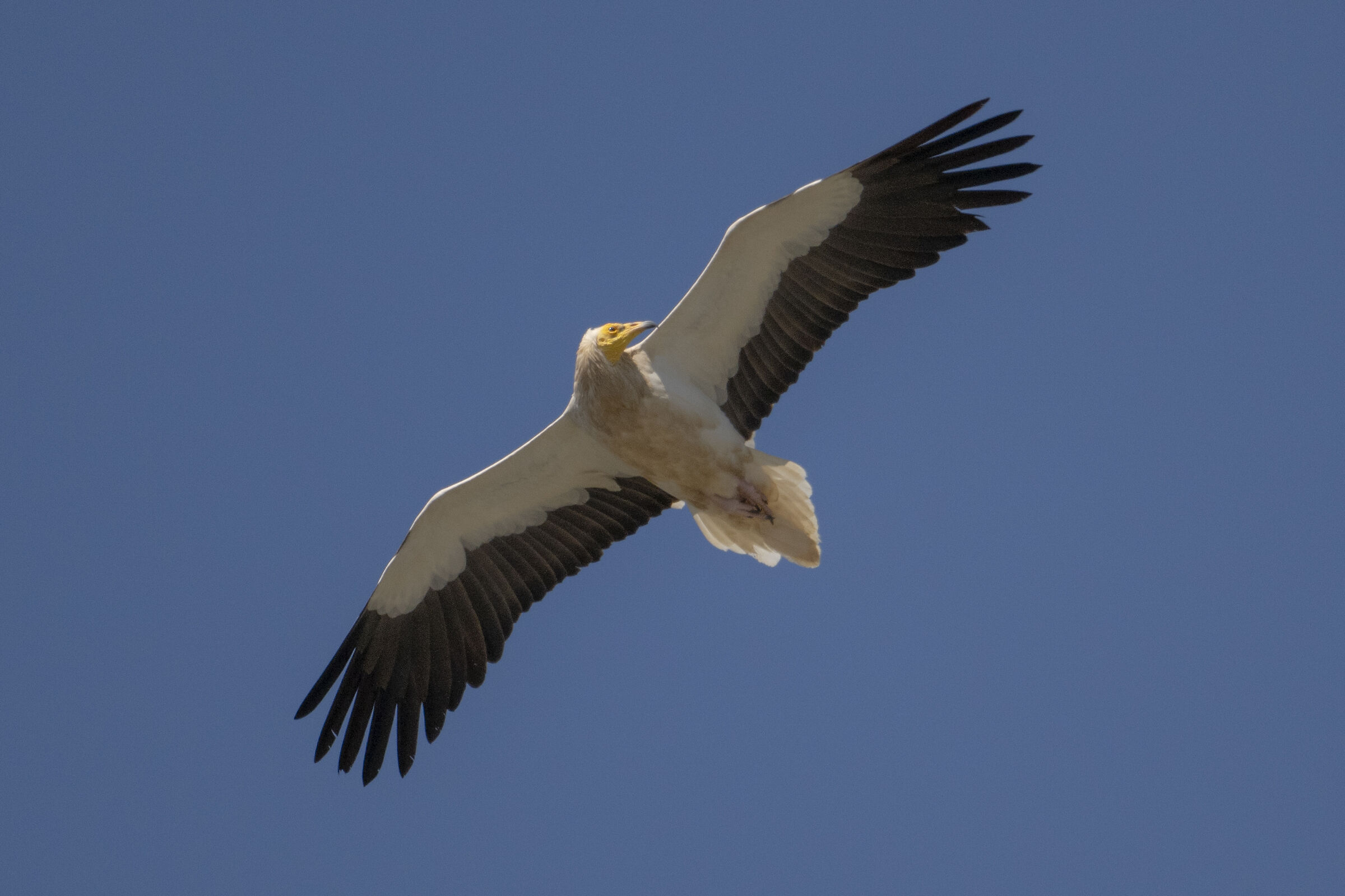 Egyptian vulture