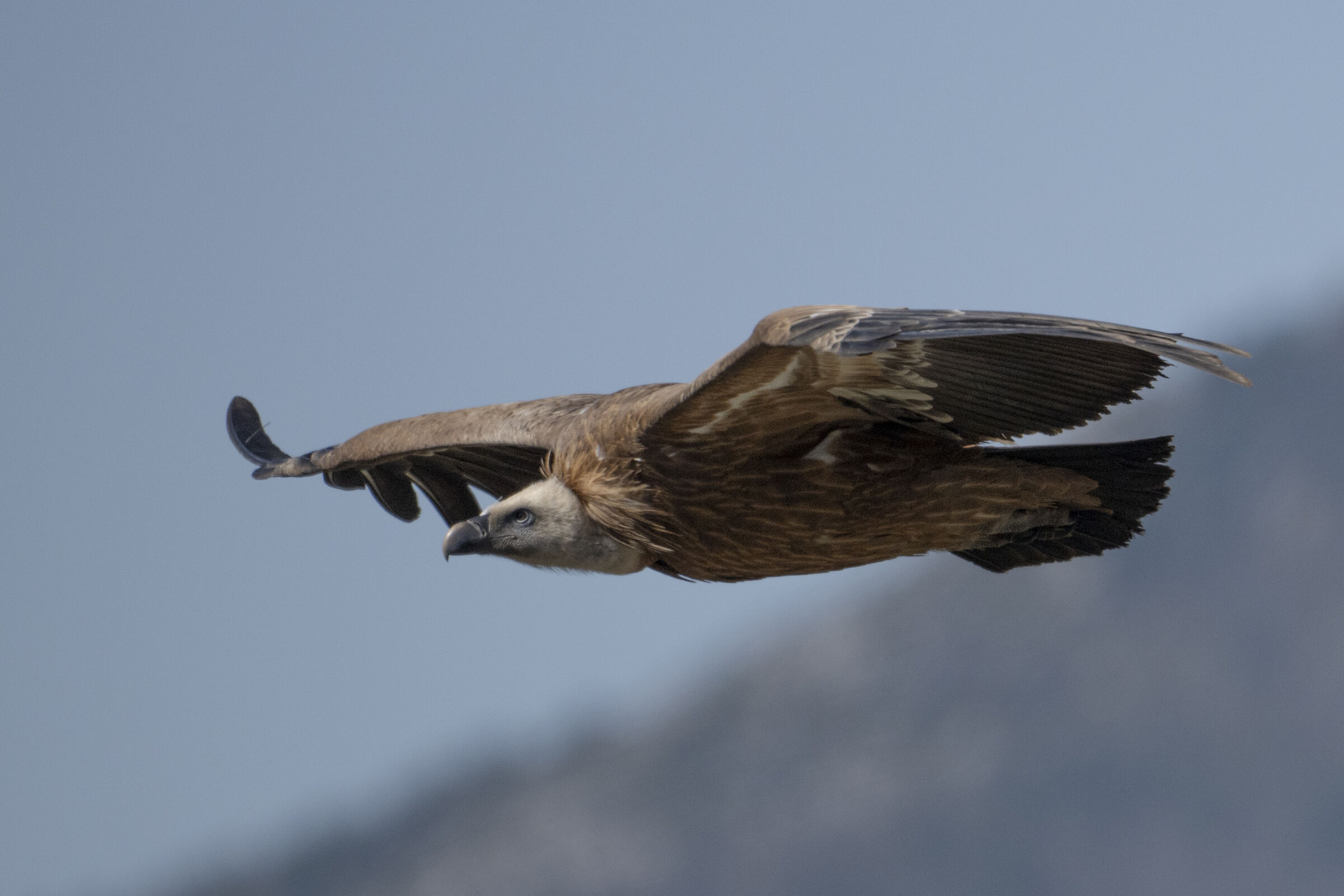 Griffin