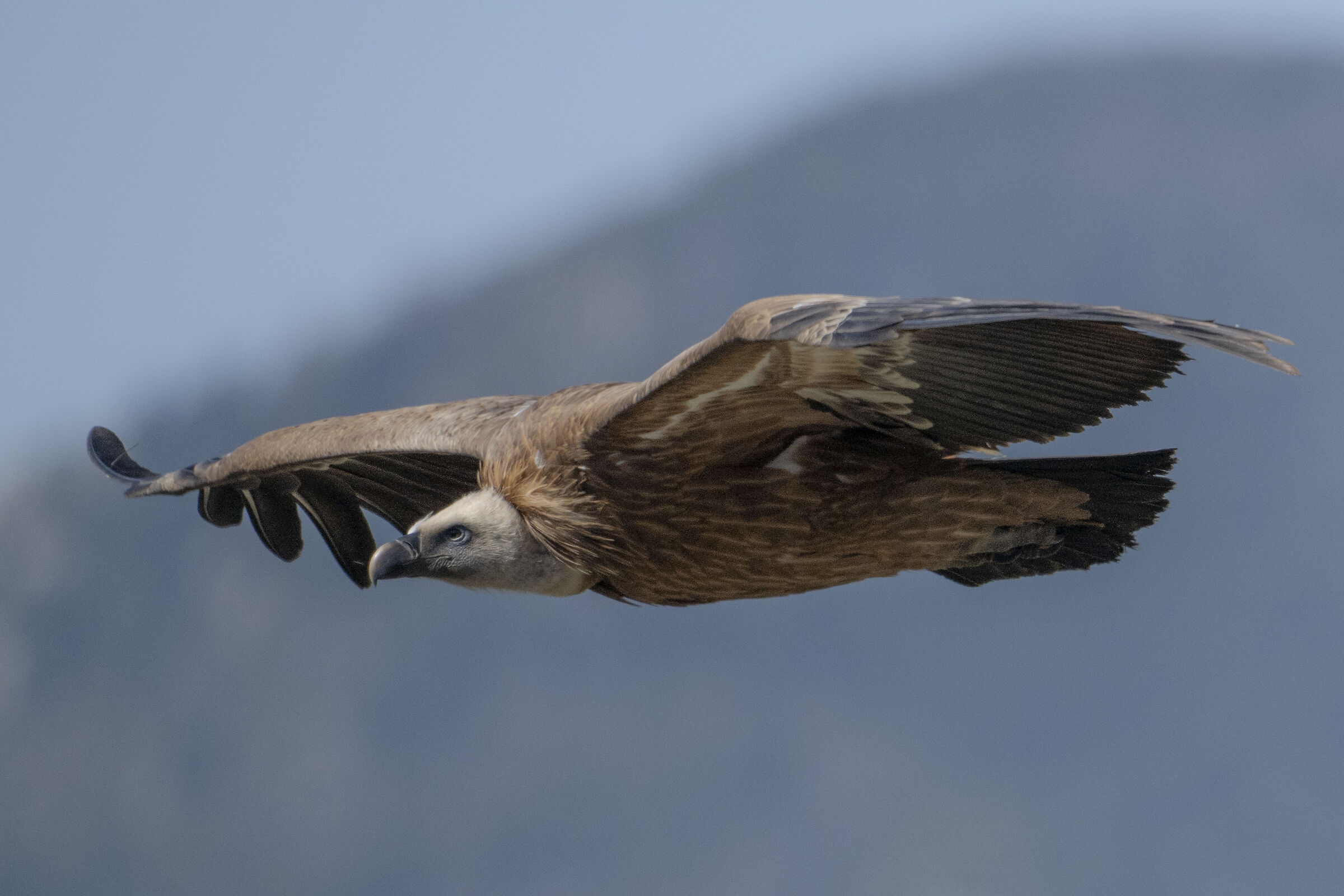 Griffin