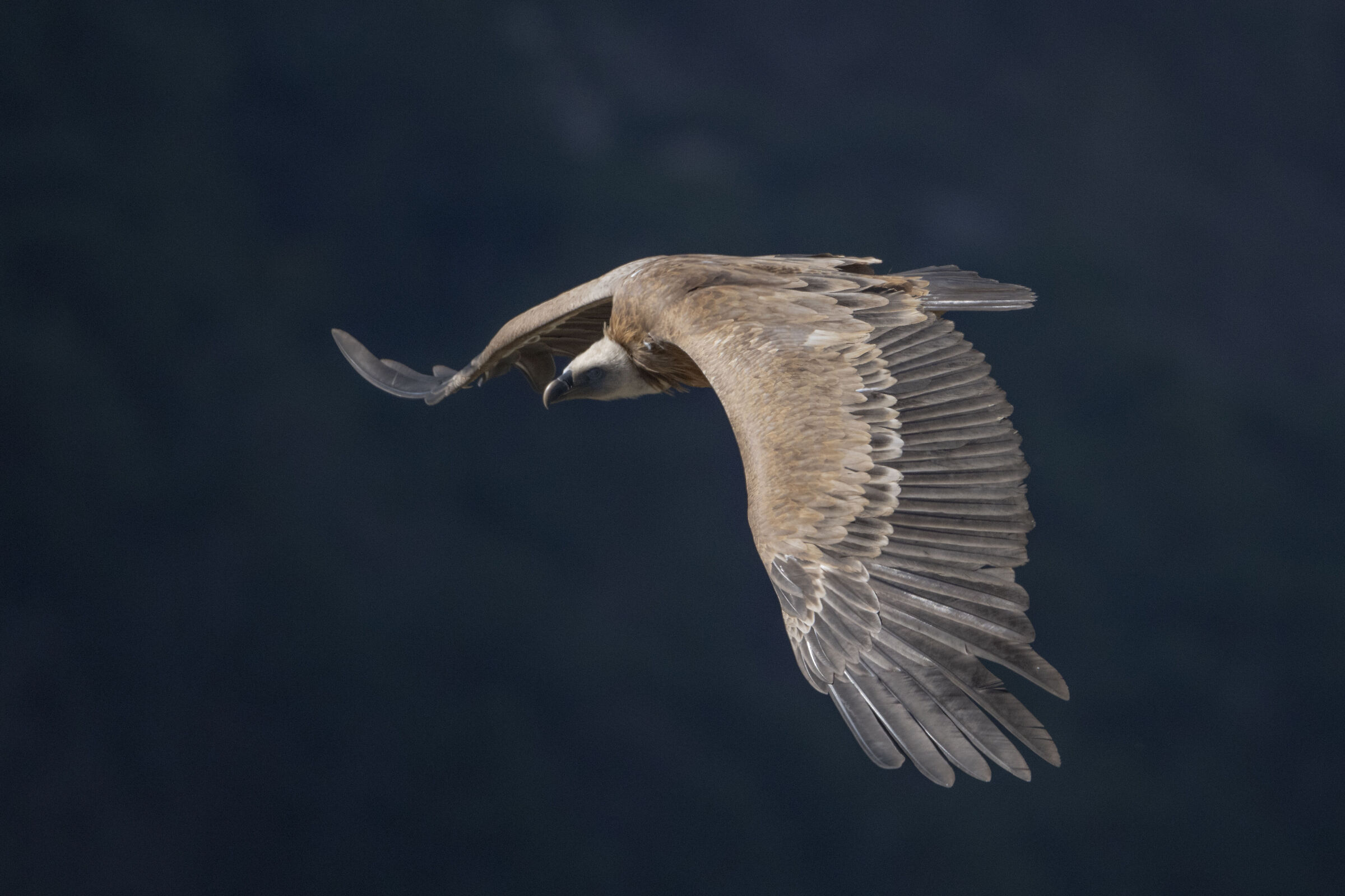 Griffin