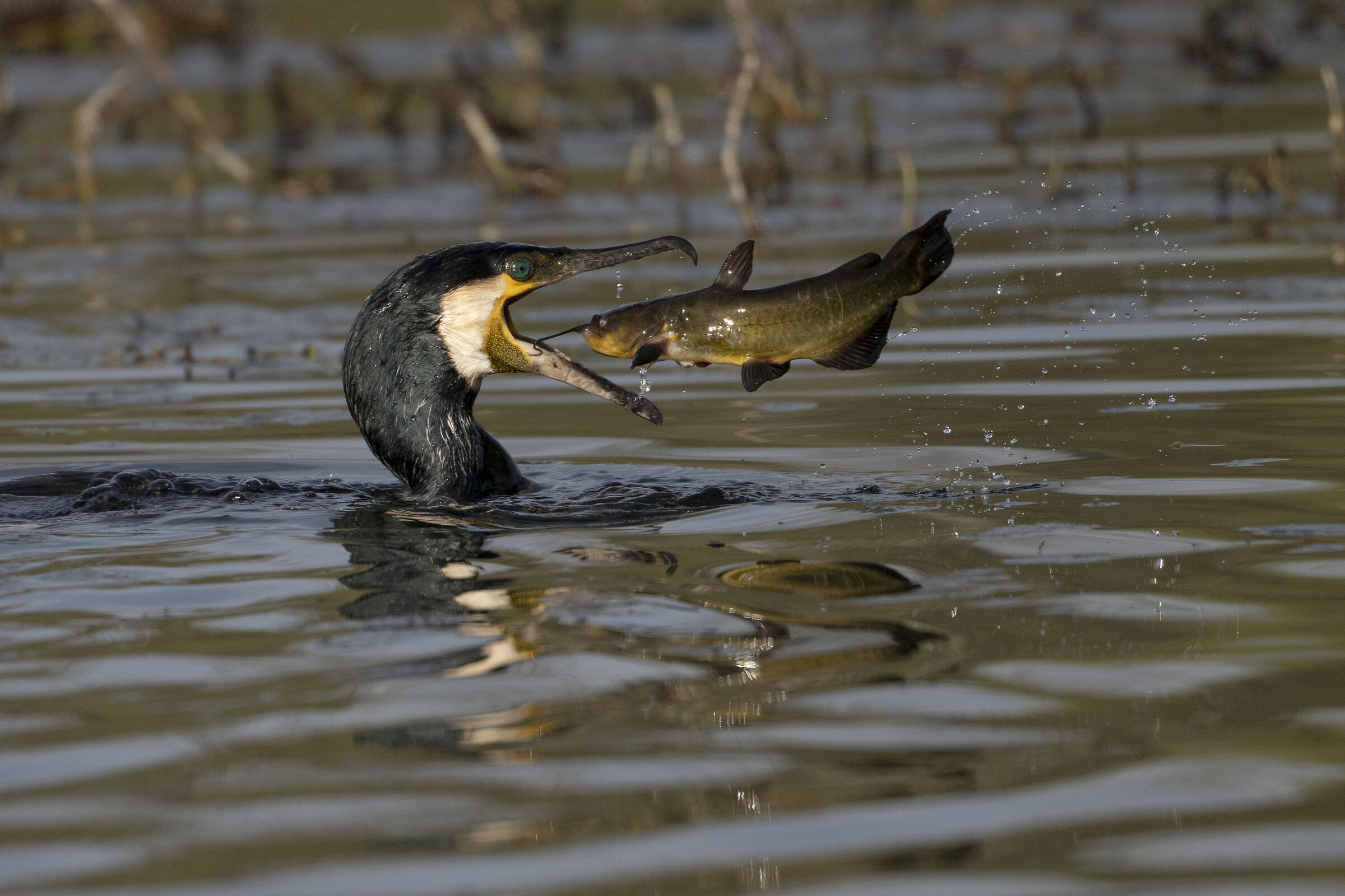 Cormorant with catfish