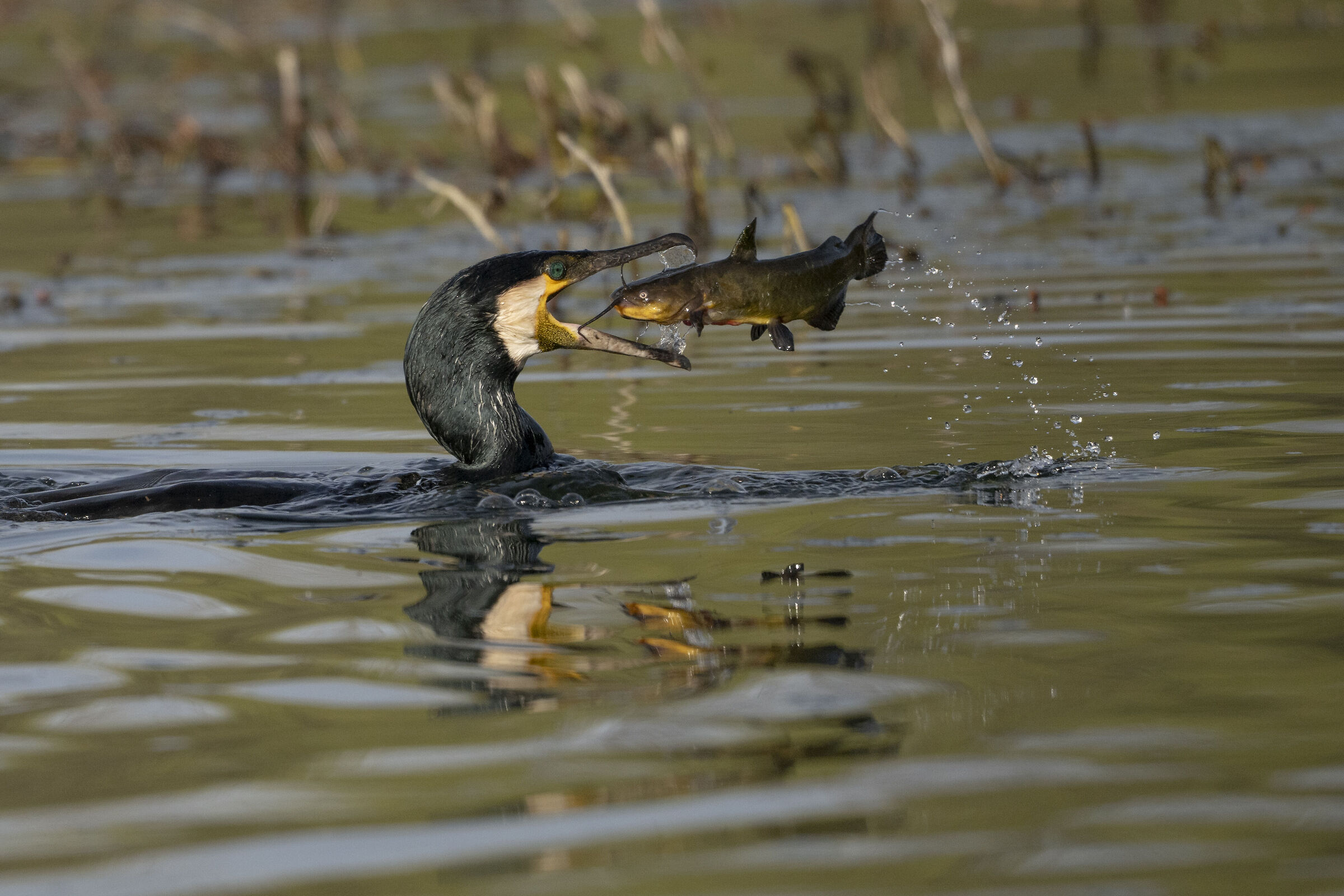 Cormorant with catfish