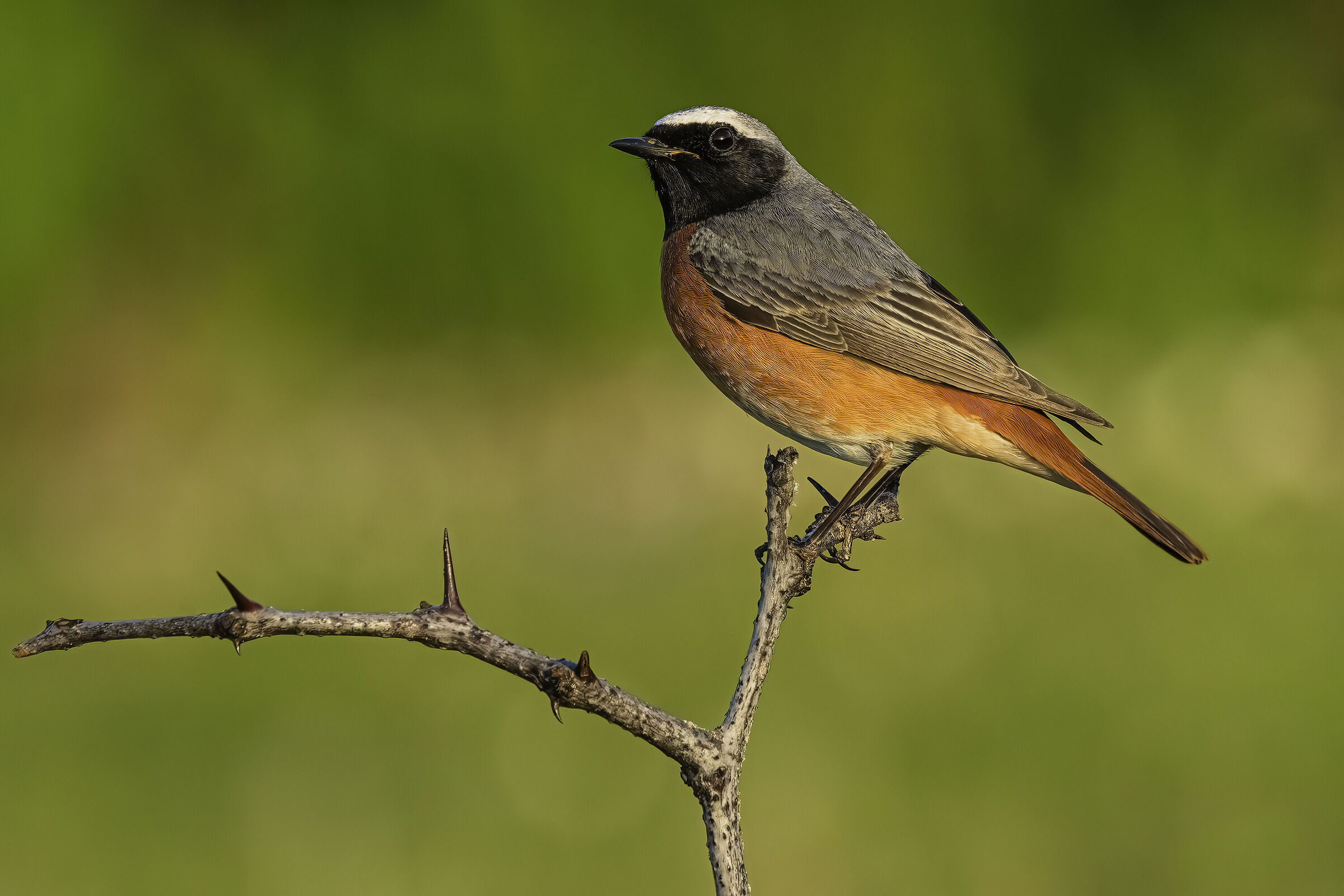 Redstart