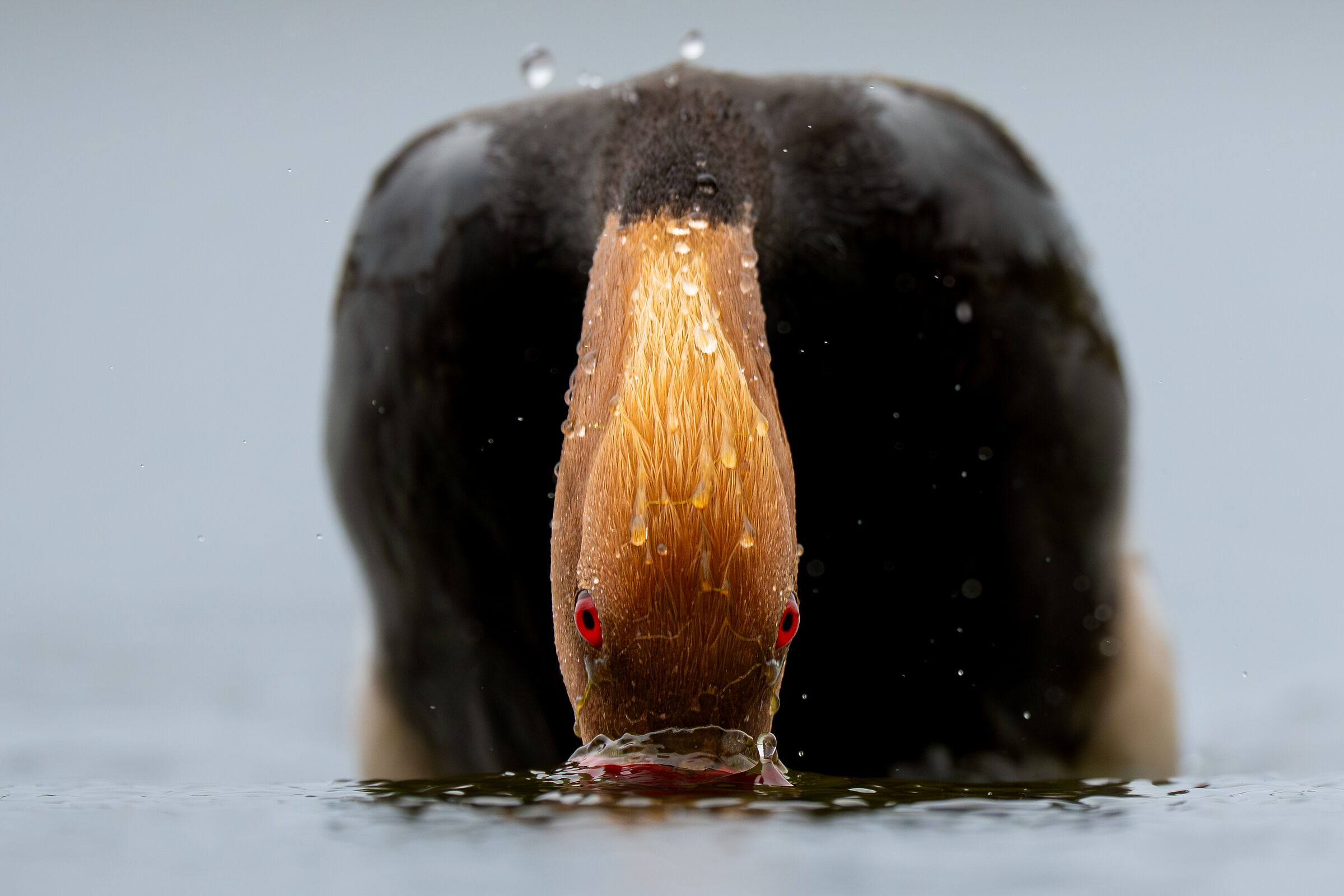 Pochard