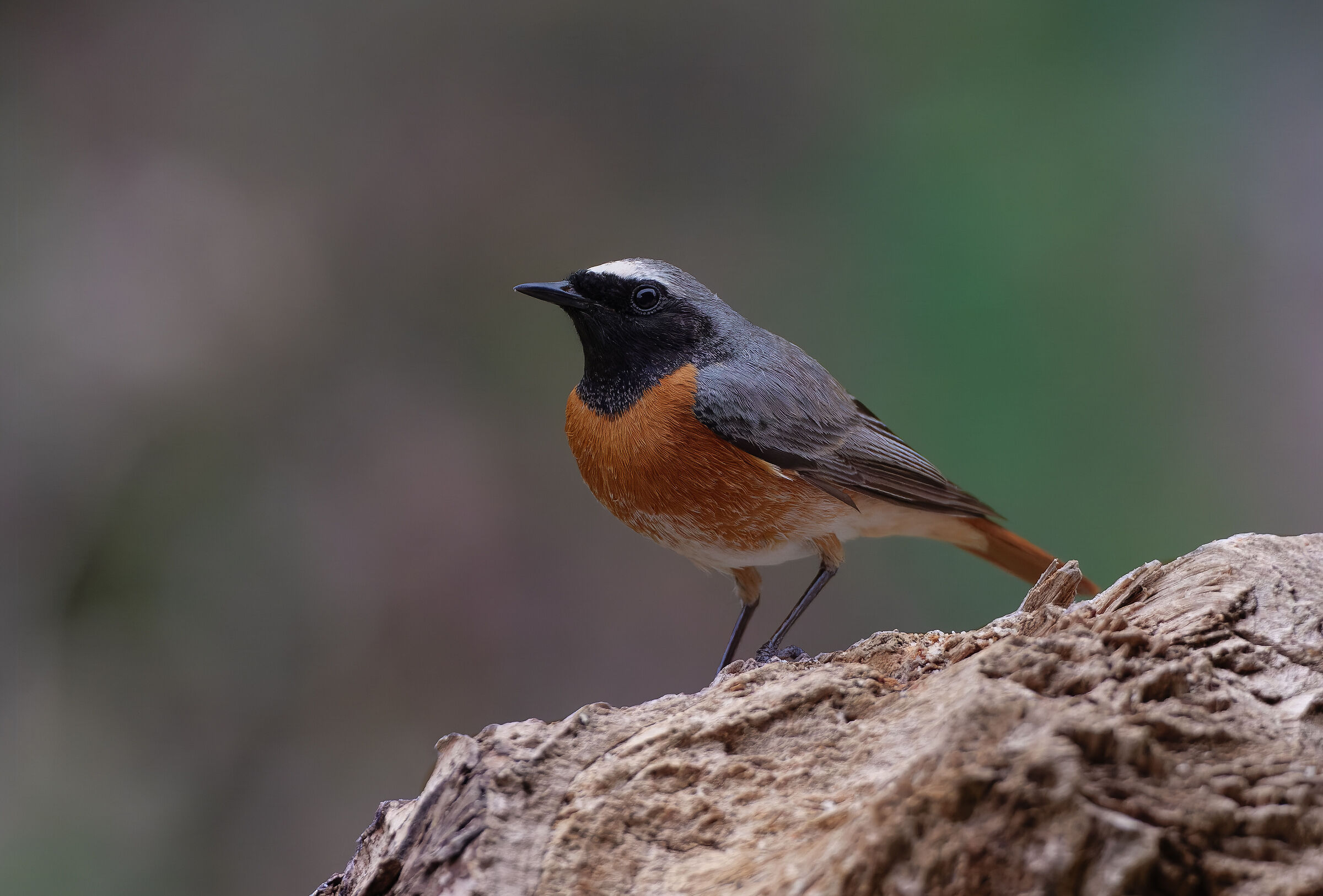 Redstart.