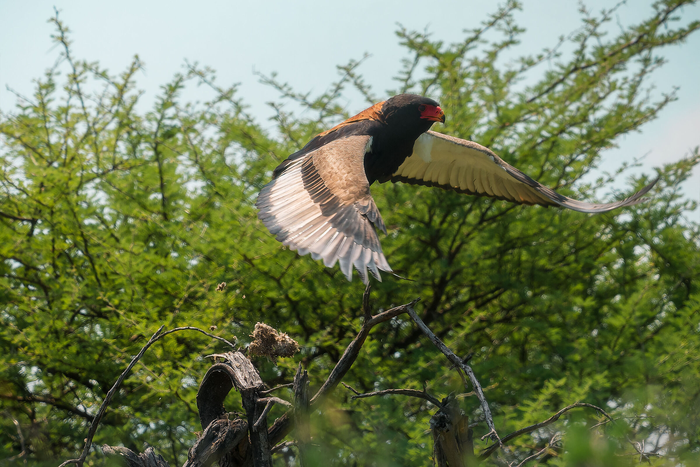 Juggling falcon - adult