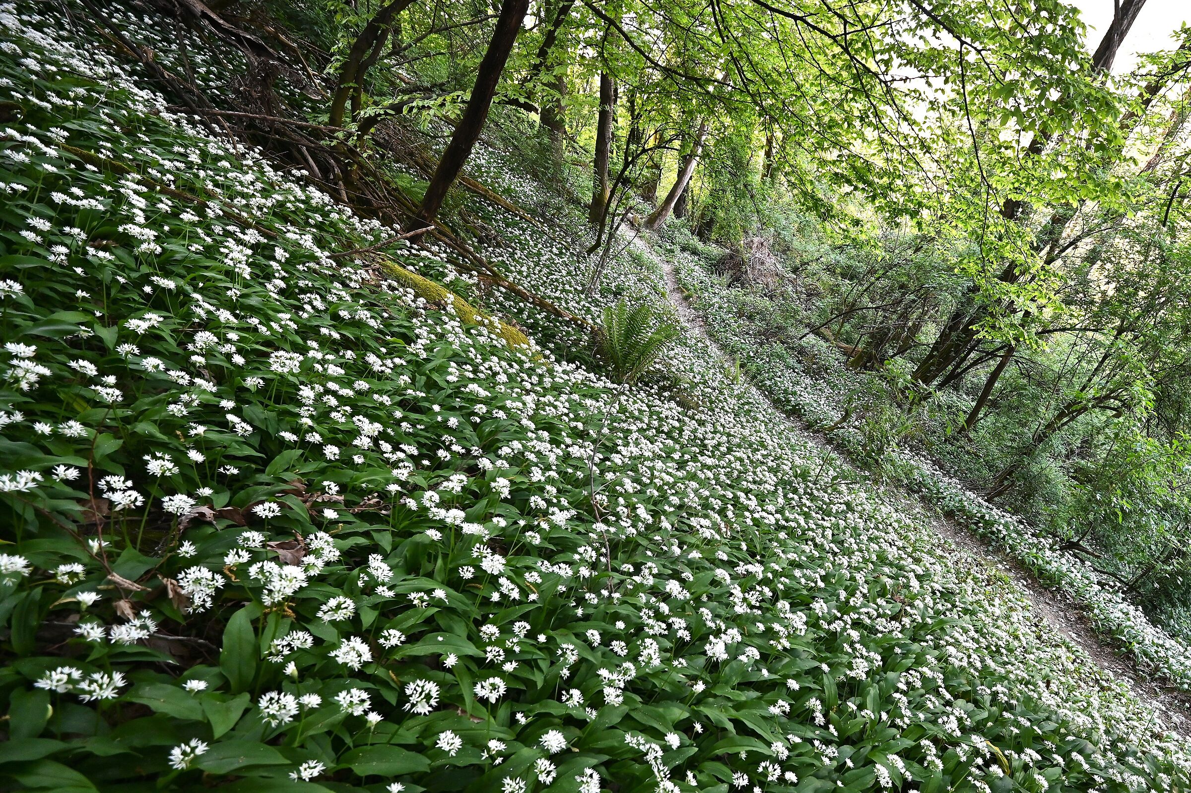 Primavera nel sottobosco