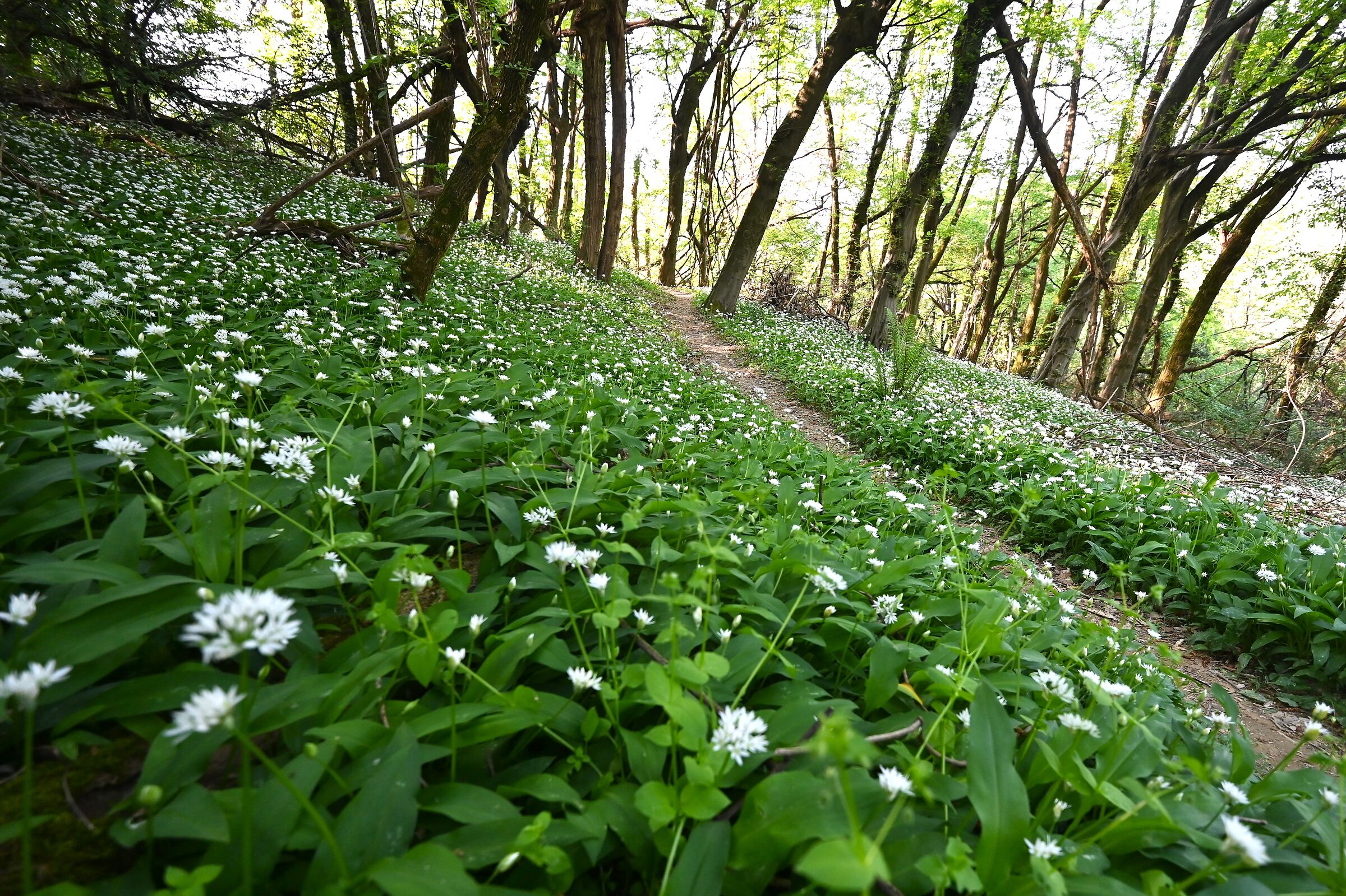 Primavera nel sottobosco pt. 2