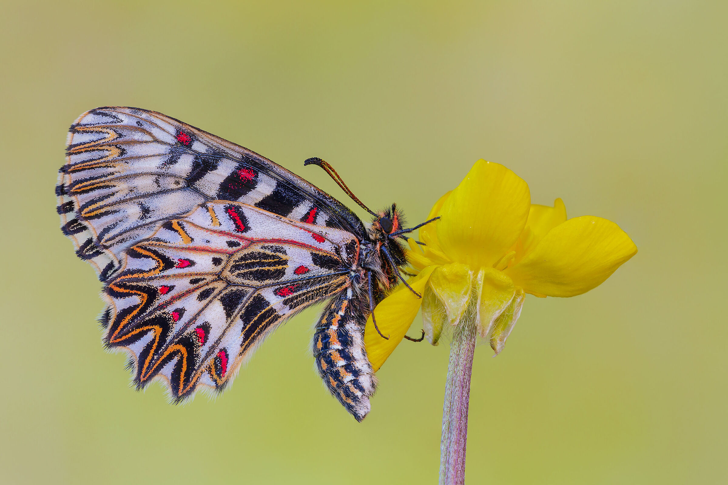 Zerynthia polyxena