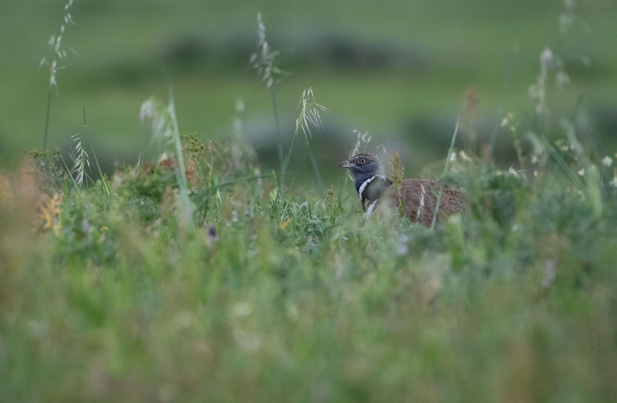 Little bustard hen