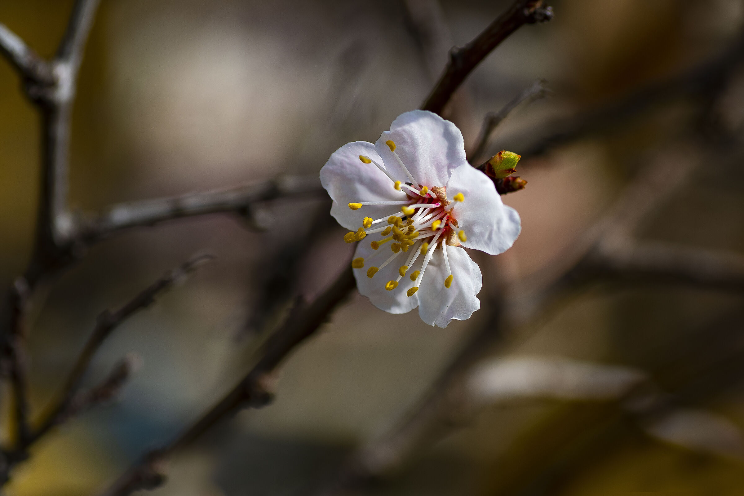 The wonders of spring