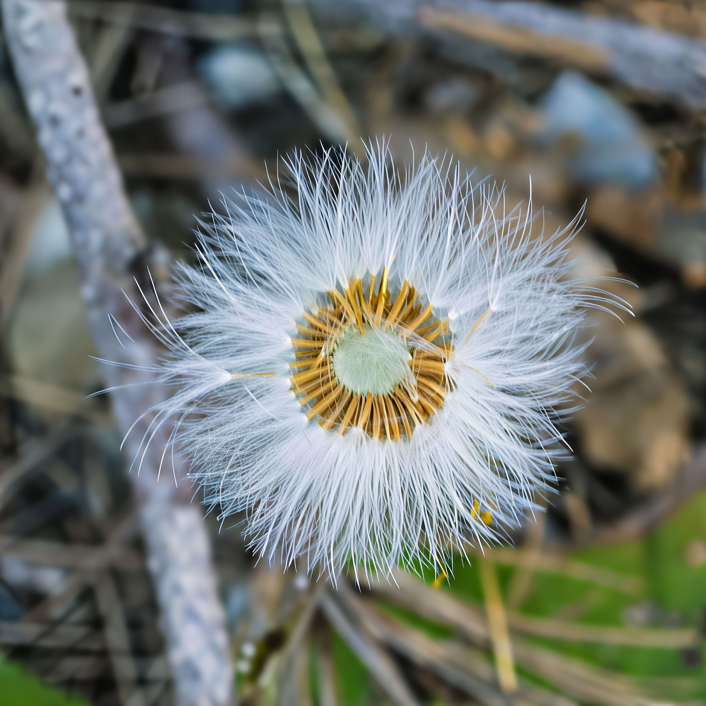 Tussilago farfara