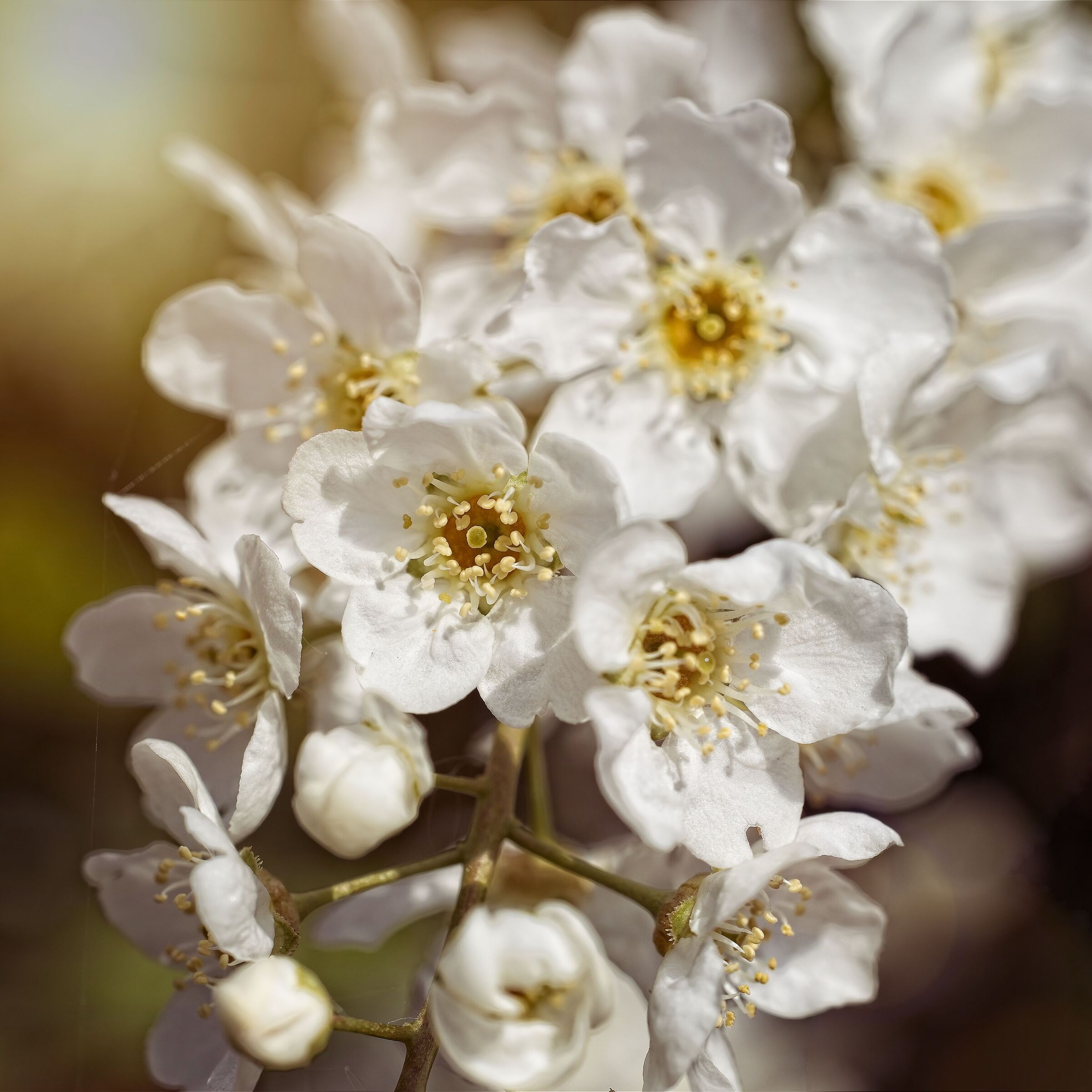 Bird cherry