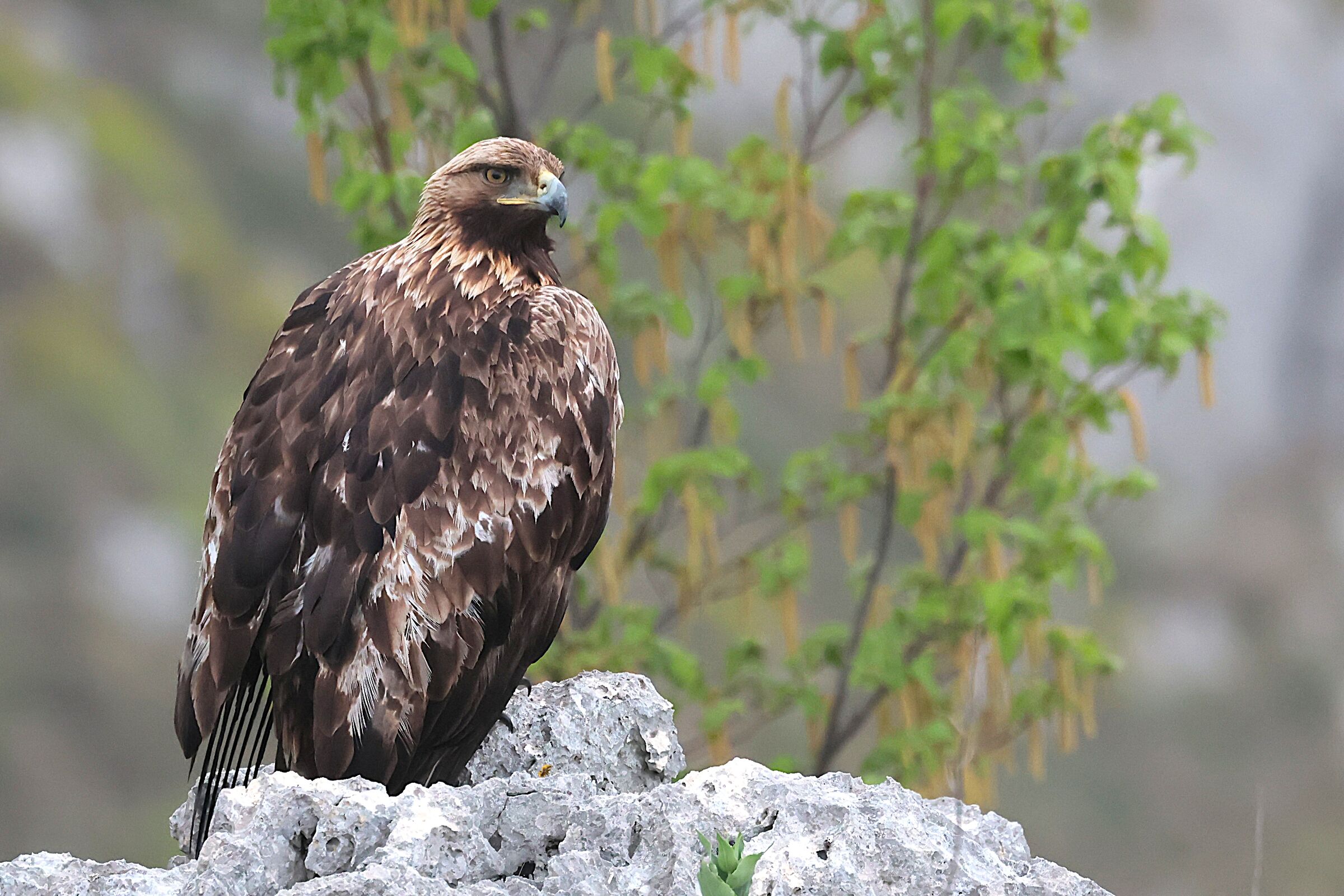 Golden Eagle in the Melfa Gorges