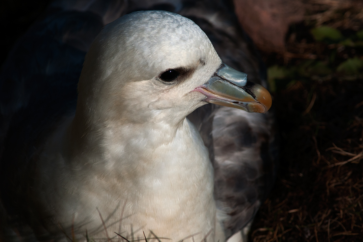Ritratto di Fulmaro (Fulmarus glacialis)