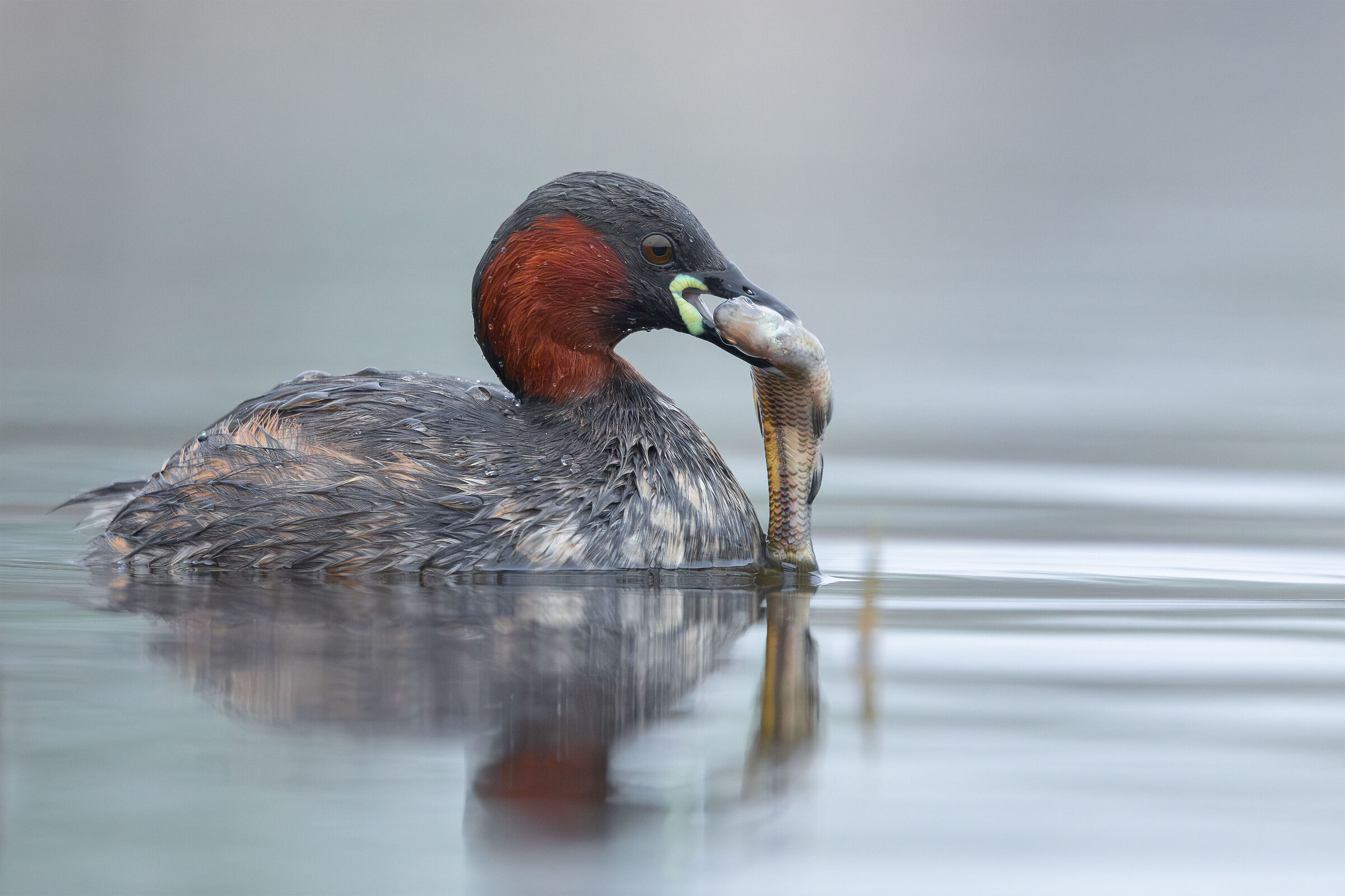 Little grebe
