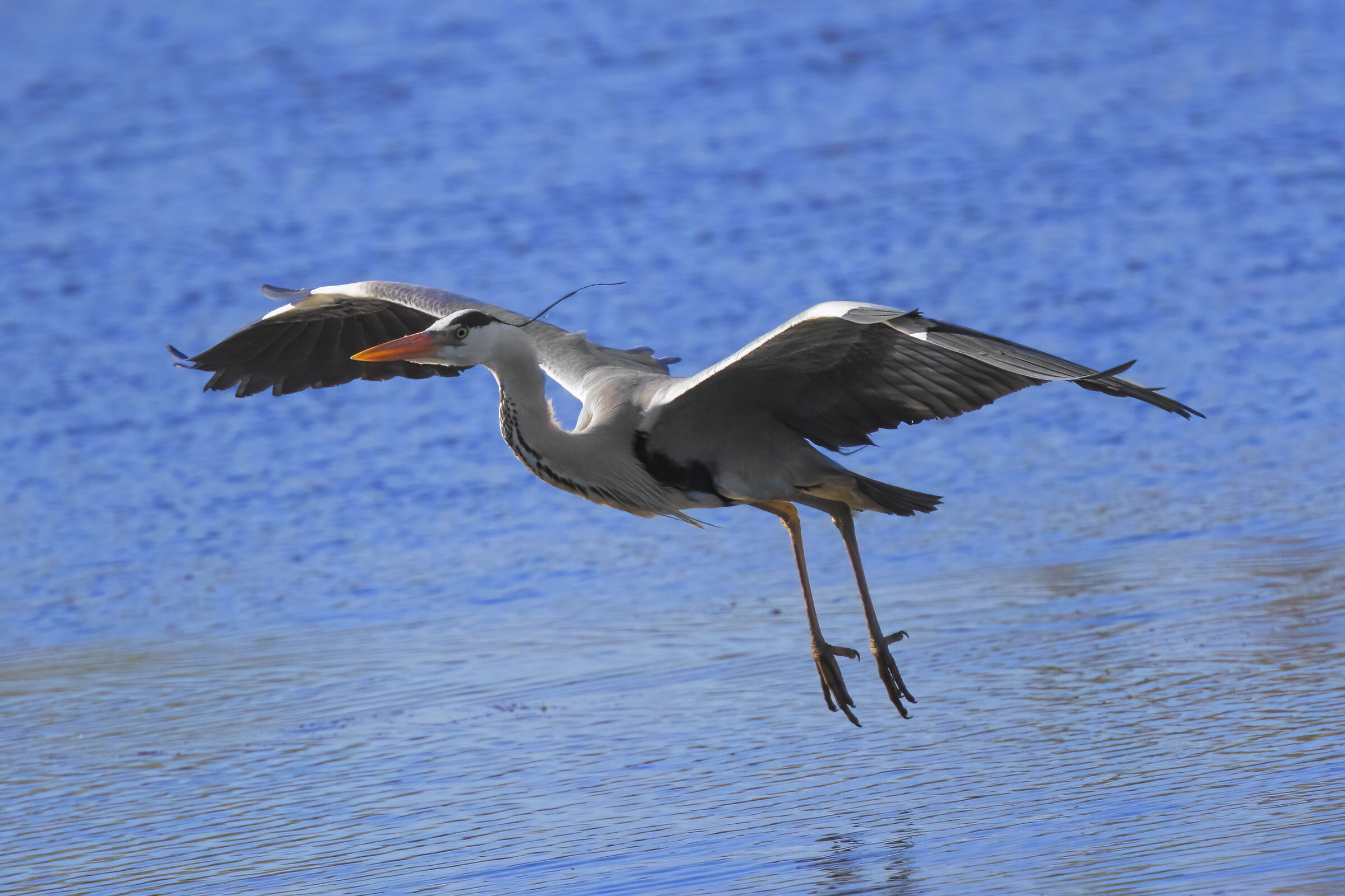 Grey Heron in flight