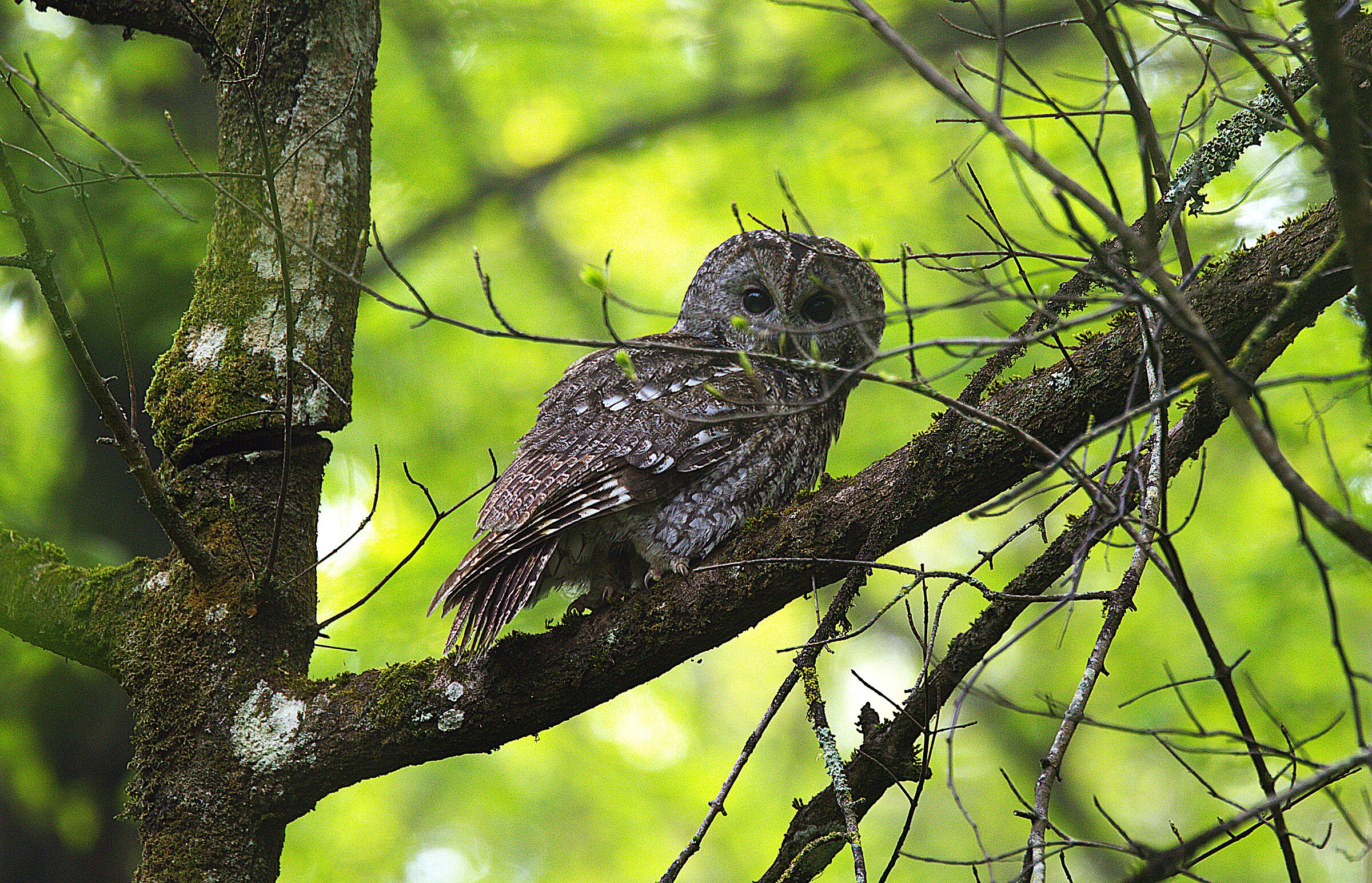 Tawny Owl